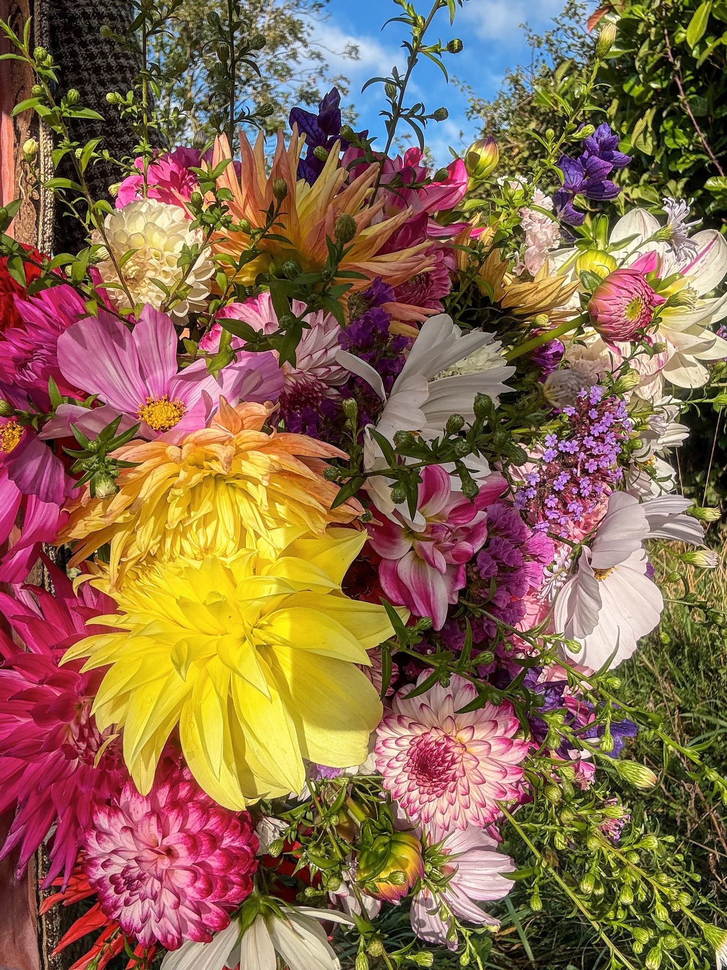 A love of yellow flowers delivers a happy burst of sunshine
Cosmic Scabious Stellata seed pods
Pictorial Dahlia record
Boxed bouquets for two special ladies @catdavison1982 @rebeccarowe154
The garden is filled with blooms for October bunches & bouquets. Delivery available locally 💐
#seasonalflowers #cutflowers #bouquet #norfolkflowers #florist #southnorfolk #flowers #cuttinggarden #dahlia #octoberflowers #cottagegarden #sustainablefloristry #natural-flowers #floralarrangement #carletonrode