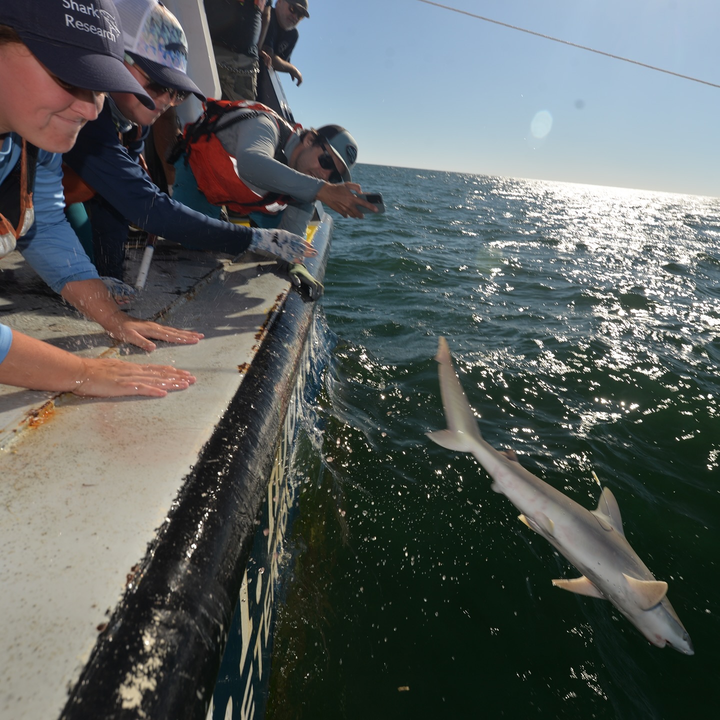 Final day of the @fio_stpete #research #cruise yielded more #blacknose #sharks on the #longline and a #blacktip #shark that was #bitten nearly in half. The remarkably clean cut is a testament to the very sharp #teeth on the large shark that excised the #tissue, including cutting through the #vertebral column. A great trip and we look forward to working with our @usfmarinescience #colleagues again soon. #marinebiology #fieldwork @fauscience