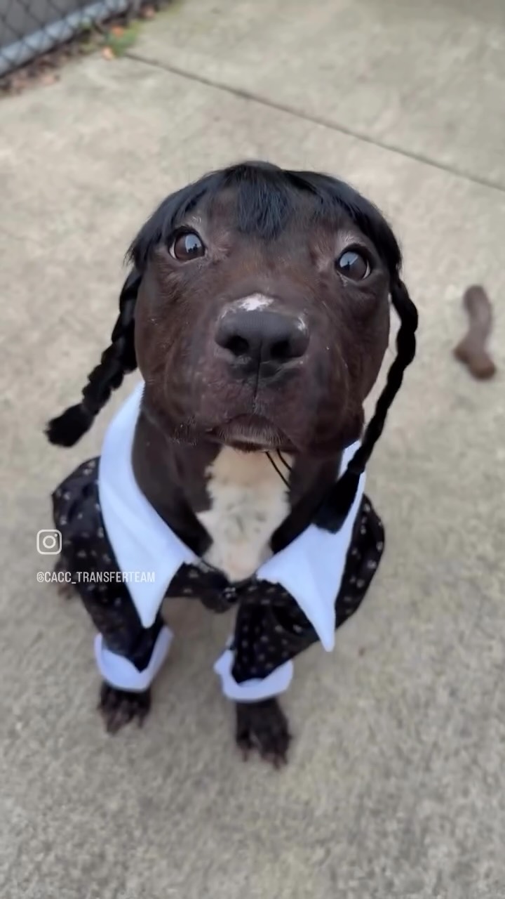 The cutest Wednesday Adams 😆Follow @cacc_transferteam for more of the cutest pups 👏 #rescuedogs #rescuedog #rescuecatsarethebest #dogrescue #fosterdog #fosterdogs