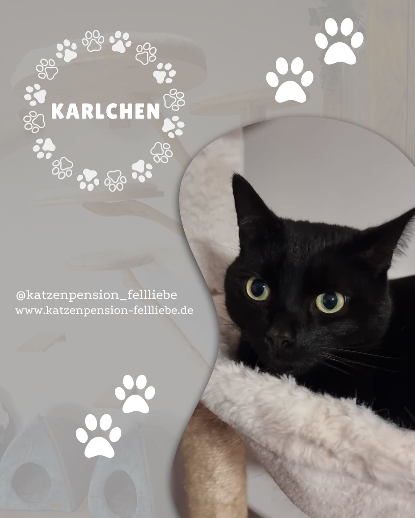 ♥️KARLCHEN♥️
.
.
.
.
#Katzenpension #Katzenhotel #Katzenliebe #Katzenbetreuung #Katzenurlaub #HappyCat #Katzenleben #Tierpension #KatzenpensionSiegen #Katze #cat #TierpensionSiegen #Kuschelkätzchen #MiezMiez #Samtpfoten #Katzenfreunde #Katzenparadies #Schnurrparadies #Siegen #Katze #fellliebe #liebe #love #olpe #Siegen #kreis-siegen-wittgenstein #kreuztal