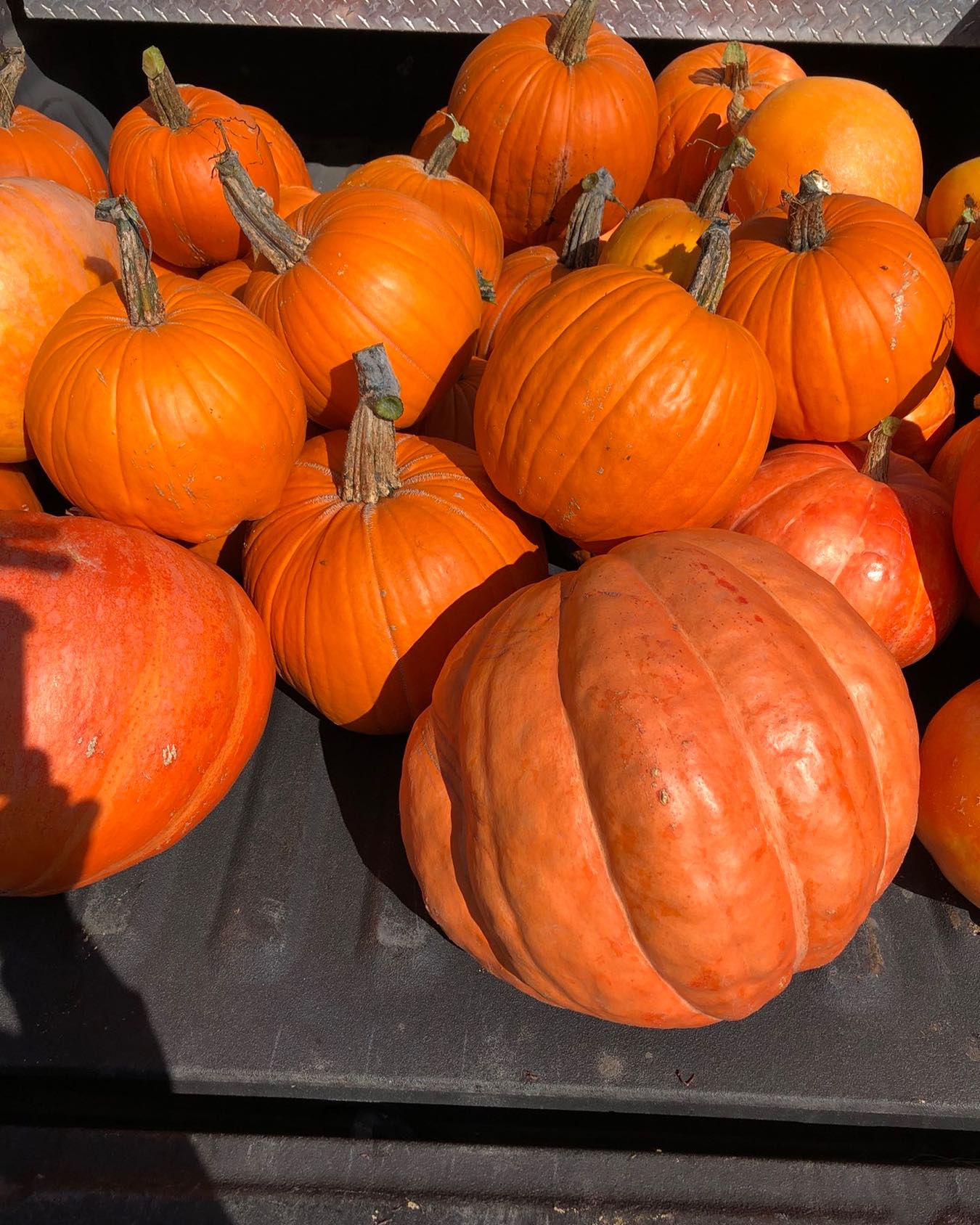 Proud to be donating pumpkins to Sensational Elvira’s pumpkin day!