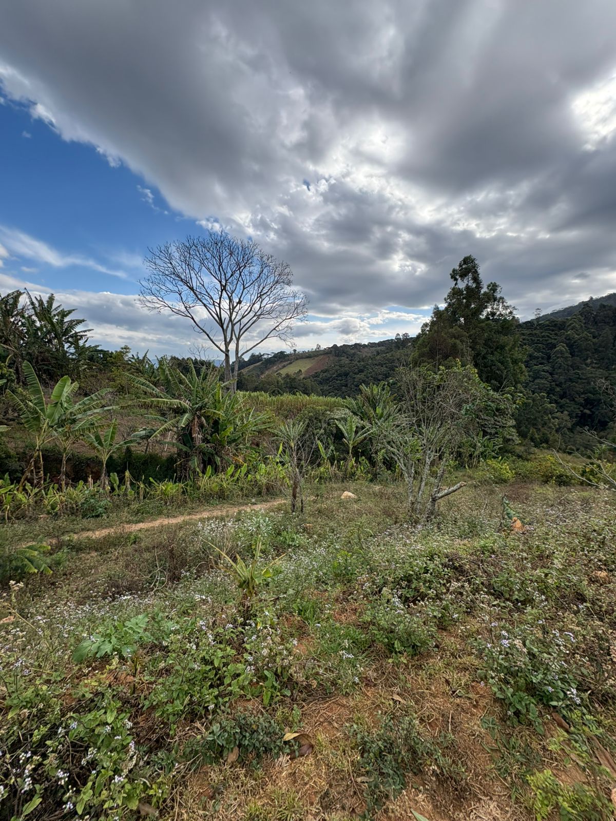 VENDE-SE EXCELENTES ÁREAS COM 1800M² EM DELFIM MOREIRA MG
DOIS LOTES EXCLUSIVOS NO CORAÇÃO DO BAIRRO - Total de 3.600 m²!
Localização Imbatível: Central, no miolo do bairro, com fácil acesso.
Tamanho e Potencial: São dois lotes de 1.800 m² cada, somando 3.600 m² (excelente para empreendimentos, chácara urbana ou construção de alto padrão).
Recursos Hídricos Diferenciados: Abastecimento duplo! Possui água de nascente (própria) e água encanada da cidade (Cedae/Saneamento local).
Oportunidade Única: Possibilidade de venda conjunta com preço especial e negociável.
R$100.000,00