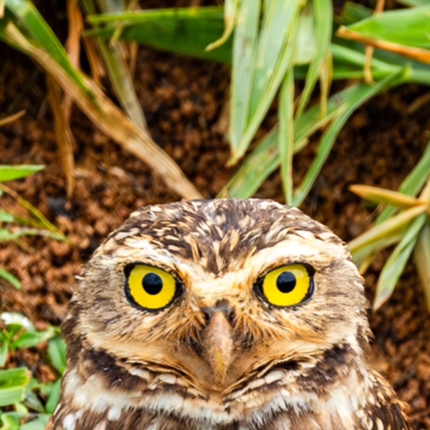 Só observando quem vai comentar nessa postagem!
🤣🤣🤣🤣🤣
Essa é a corujinha mais bonita que verá hoje.
Qual é a espécie de coruja?
Acho que poucos vão acertar.