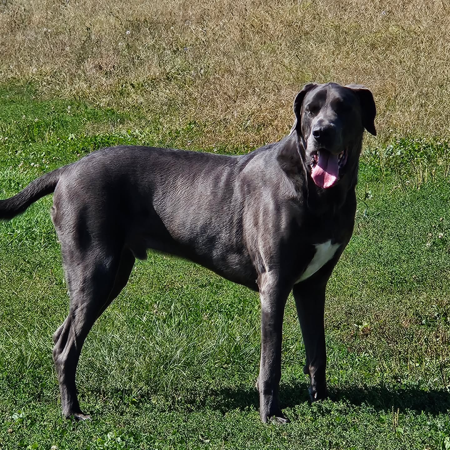 Check out this sweet beautiful boy, Loki! He is one of the largest dogs I take care of. Not sure if they make'em much bigger. He weighs in around 170 pounds!