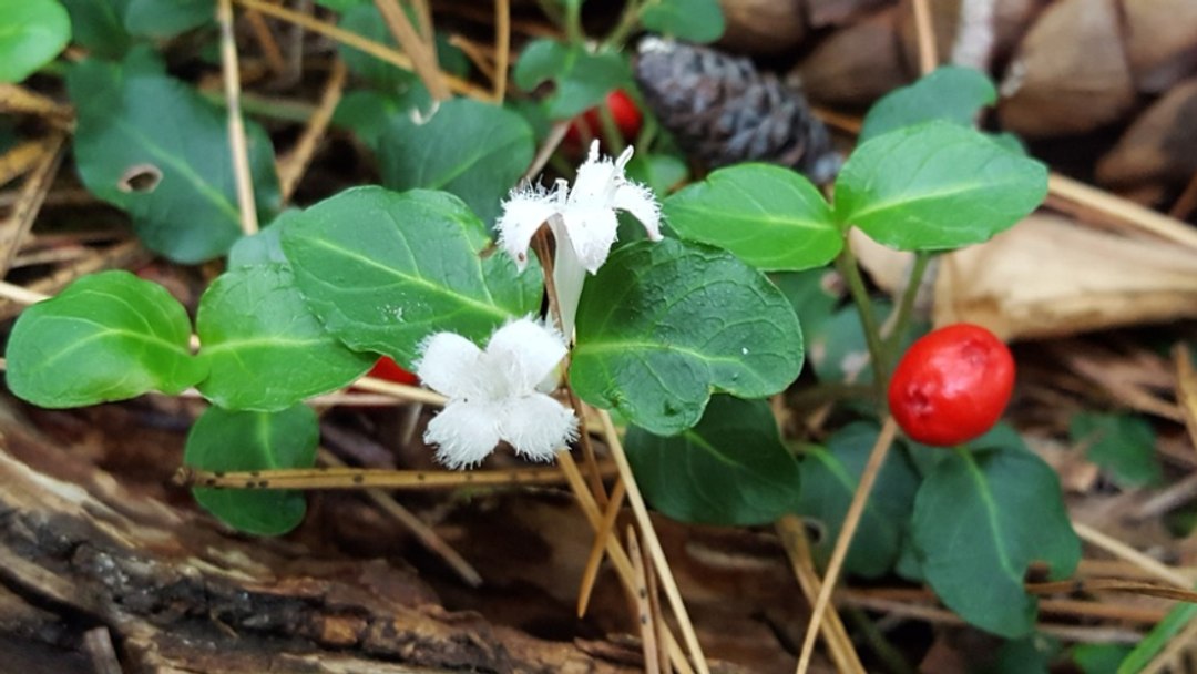 Transform your garden with Partridgeberry! This low-growing groundcover thrives in partial to full shade, providing stunning blooms and berries for your local wildlife 🌱✨. Plant with purpose:✨ New Arrival! ✨
Meet Partridgeberry (Mitchella repens), our newest native gem at @OriginNativePlants!
This evergreen groundcover loves the forest floor — creeping gently beneath trees, blooming with twin white flowers, and forming bright red berries that last through winter.
💚 Thrives in shade & acidic soils
🌸 Twin flowers = one berry (nature’s teamwork!)
🪶 Feeds birds & small mammals
Perfect for shaded gardens and woodland restoration. A quiet beauty with real staying power.
🌱 Planting to Protect. Restoring to Thrive.
OriginNativePlants.com
#NewArrival #Partridgeberry #MitchellaRepens #EvergreenNative #NativePlantsOntario #ForestFloorMagic #WoodlandGarden #EcoGuelph #OriginNativePlants #BiodiversityBoost #NativeGroundcover #ResilientByNature #NatureRestoration #PlantNativeSaveNature #WildOntario