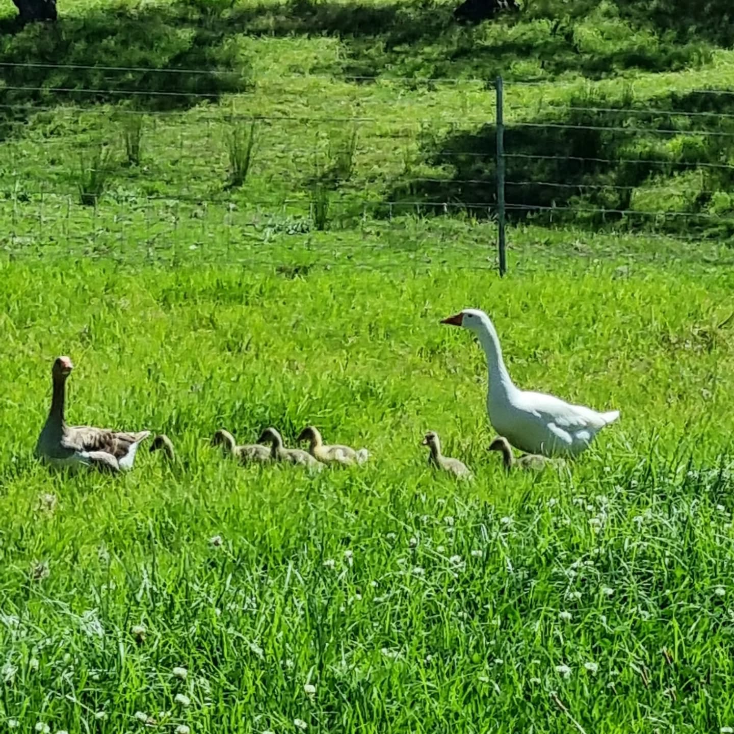 Spring time🥰
.
.
.
#springtime #spring #babygeese #goslings #pilgrimgeese #farmliving #farmlife #farming #mindfulliving #simplepleasures #cottagegarden #camdennsw #farmgirl #farmtotable #gorgeousfarm #beautifulfarmhouse