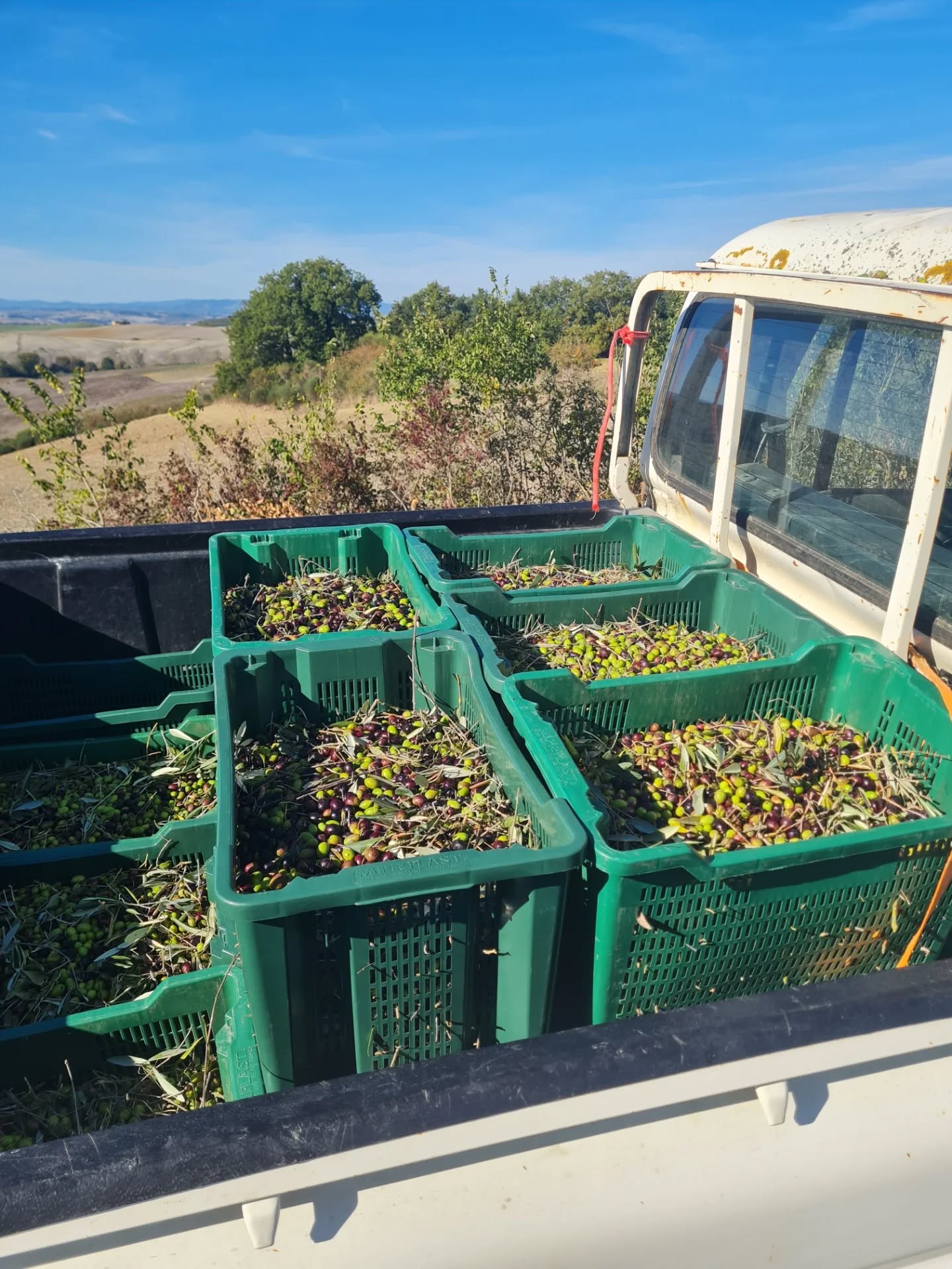 On my way to the oil mill. I am so moved and grateful each time I see the first oil flow. What a bright green!
#oliveoil #oliveharvest #olive #tuscany #olivepicking #autumnvibes #autumn