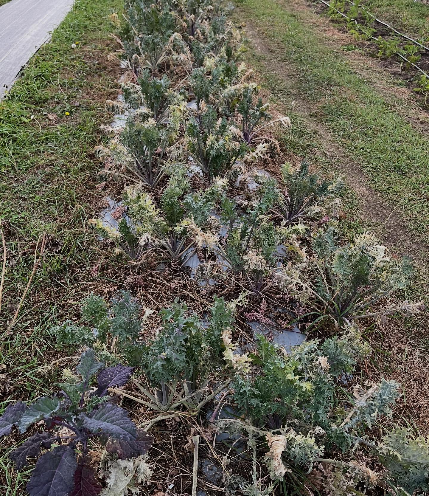 Photos from today not November! Post frostmas damage to fall crops. A week ago everything was green and grayish green now it’s brown. But the broccoli is in fact coming back.