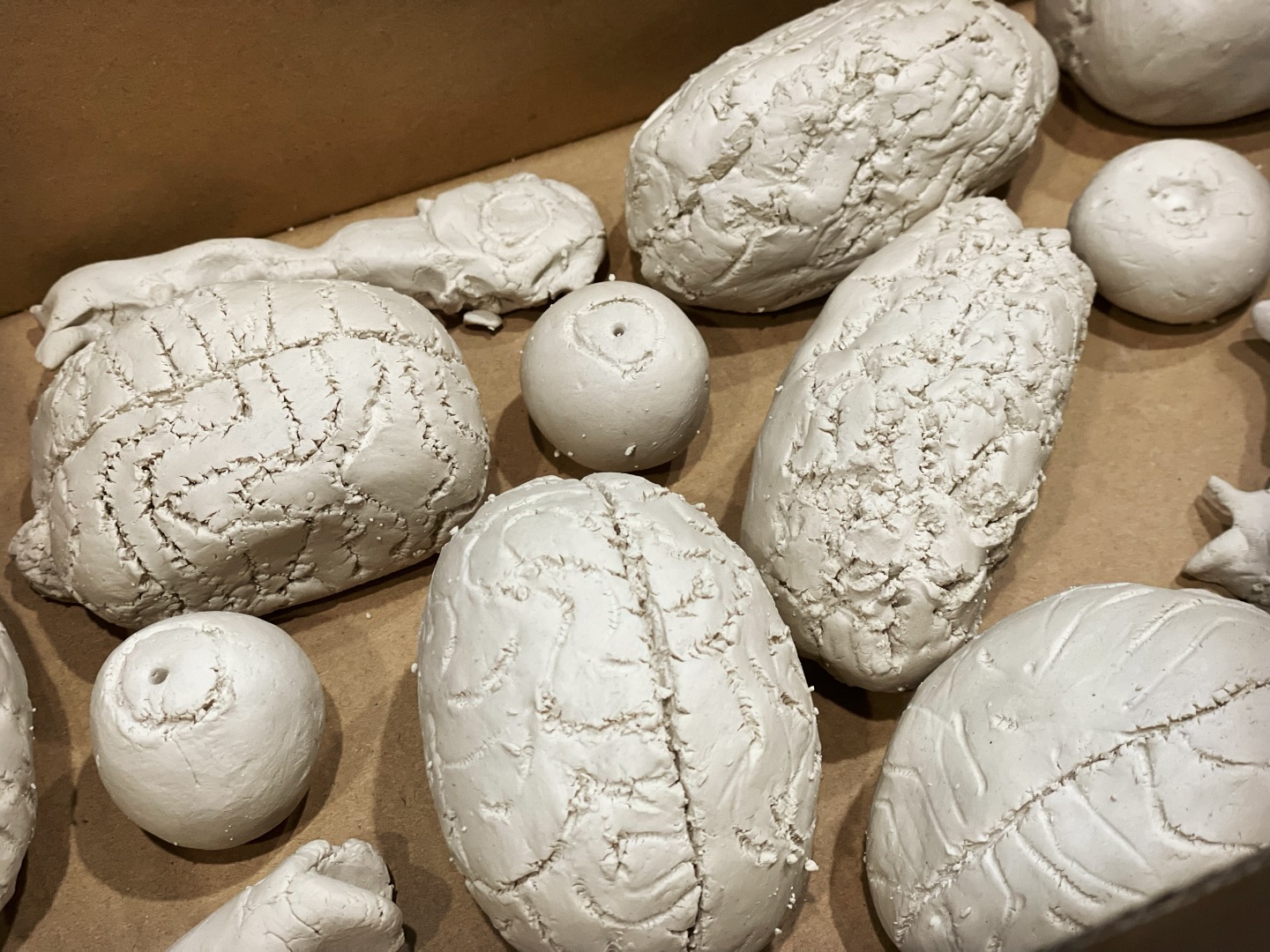 A box of brains, neurons, and eyeball sculptures waiting to be painted in anatomy art class! These kids are super talented and they have so much fun learning. I am so proud of their work! Join my upcoming K-6 Anatomy Art Class in Tempe! #anatomyforkids #artteacher #homeschoolmom #medlife
