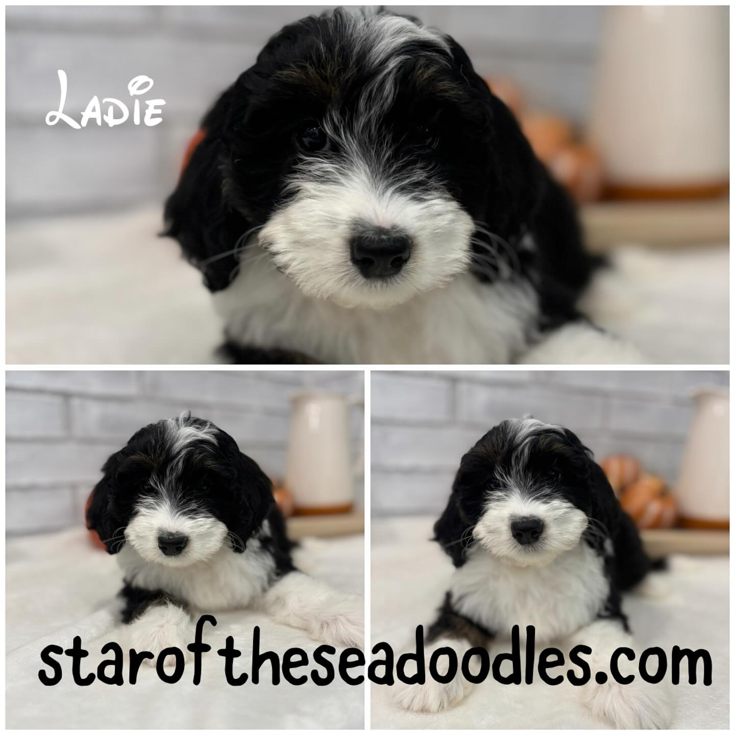 Ladie, mini bernedoodles available(25-35lbs)! Sweet, loving 🥰, and family raised! Visit staroftheseadoodles.com for more information.
