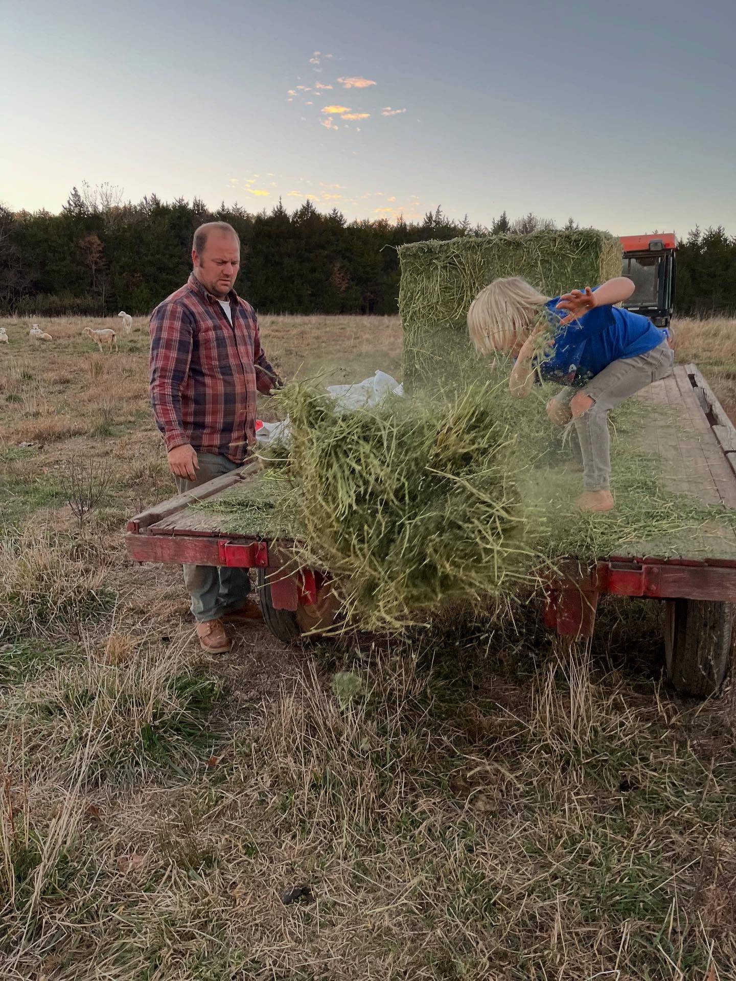 Tossing alfalfa for the sheep in the evenings has been sort of a glimmer lately. ✨