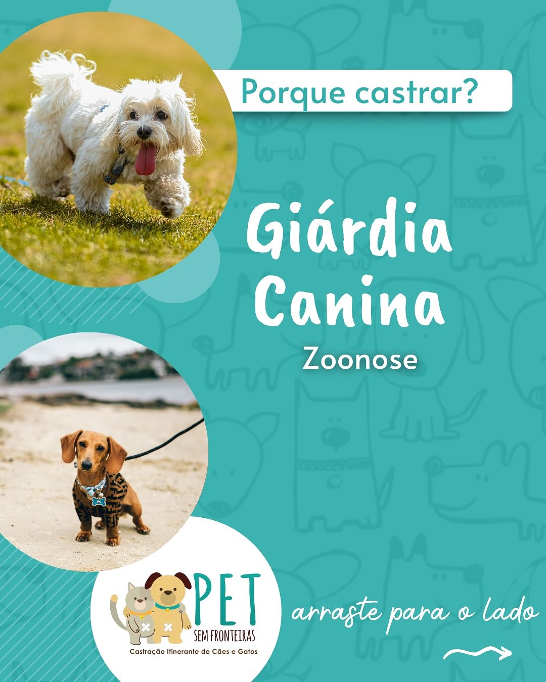 A castração é uma importante ferramenta no controle de Zoonoses, principalmente em animais não domiciliados que não recebem cuidados em saúde.