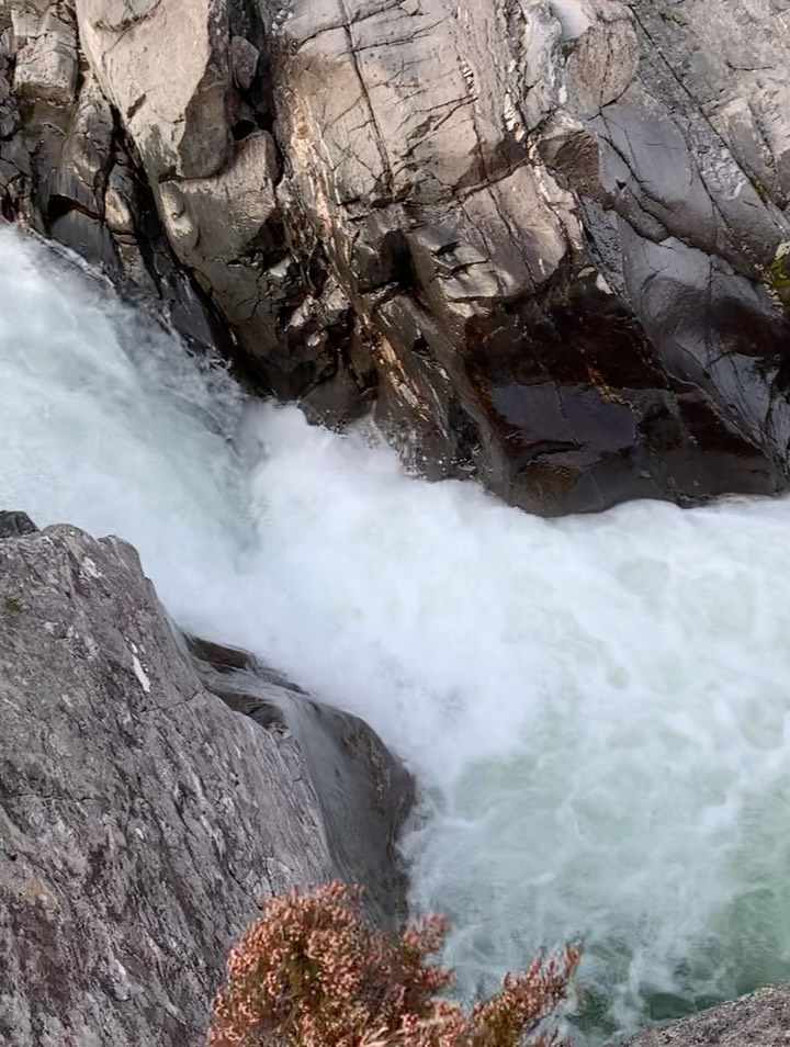 Some wild salmon making their way home…