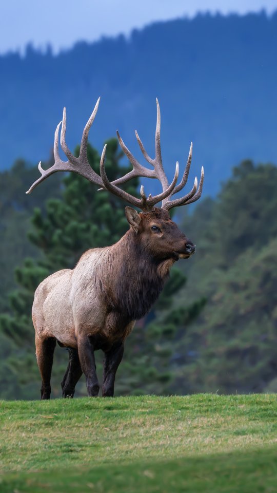Bull Elk (aka notch top, pitchfork..) I say impressive.
He was injured here but stood up to stretch and check over his Harem as they were satellite bulls closing in. With the elkra coming to a close they are probably very happy to rest and hopefully passing on their legacy and amazing genes as this bull elk has.
Lots more videos and photos to share so don't forget to follow along.
No Ai here! Just real passion for adventure and the wild.
Thank you for being here, Adam
Photography by @ascwildlife
.
.
.
#wildlifephotography #elk #bullelk #rmnp #coloradowildlife #colorado