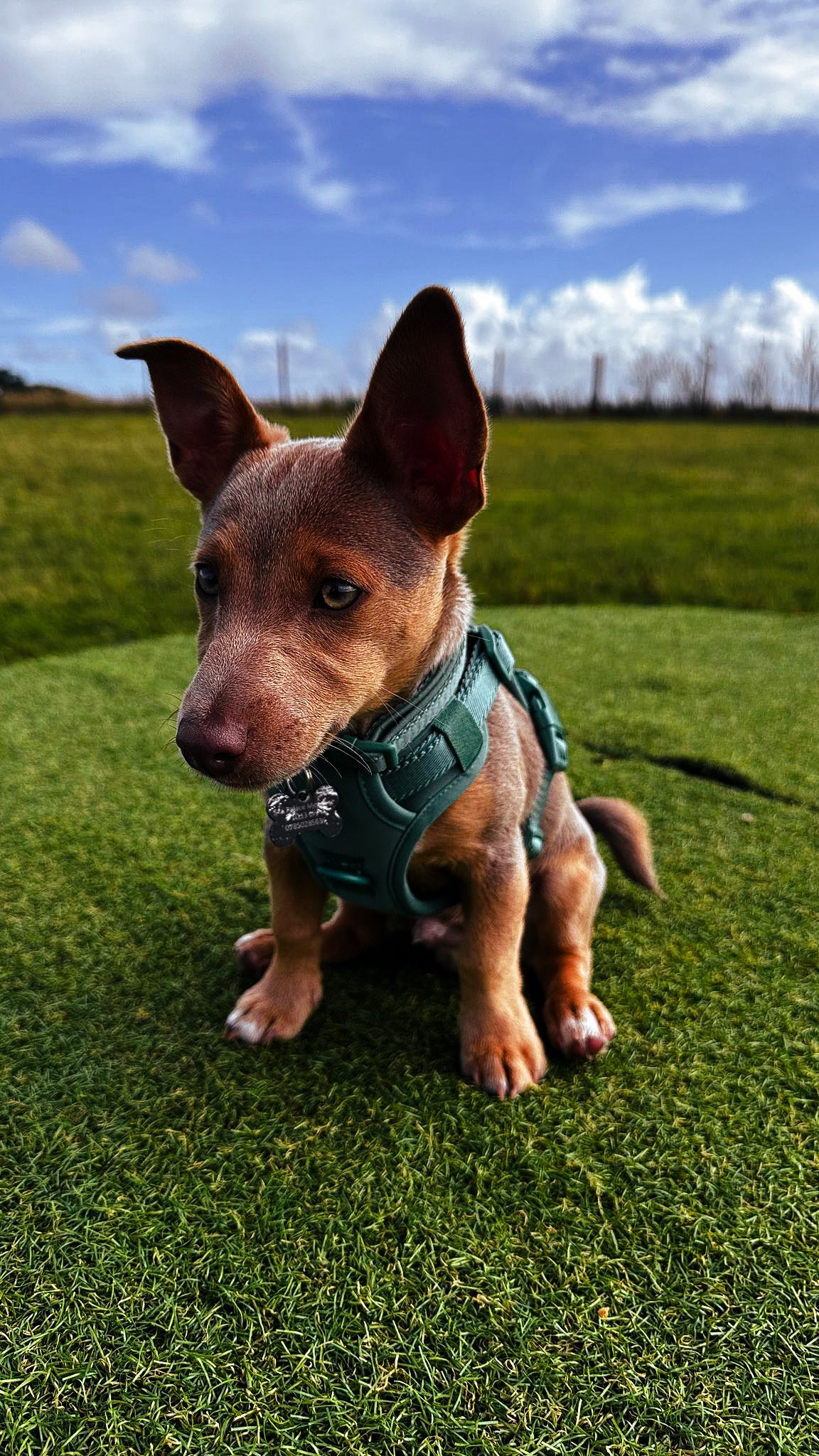 Gorgeous puppy, Bear, working on recall and mastering all the obstacles on his off-lead adventure in the Training Field! 🐾
We love seeing puppies take their first walk in a secure, open space, sniffing, exploring, and gaining confidence with every step 🥹
Whether you’re working navigating dog reactivity, or just looking for a safe place for your first dog walk with your puppy, our secure fields are made for moments like this. 💛
#StressFreePets
#SecureDogField
#SecureDogWalking
#SecureDogWalkingFields
#PuppyTraining