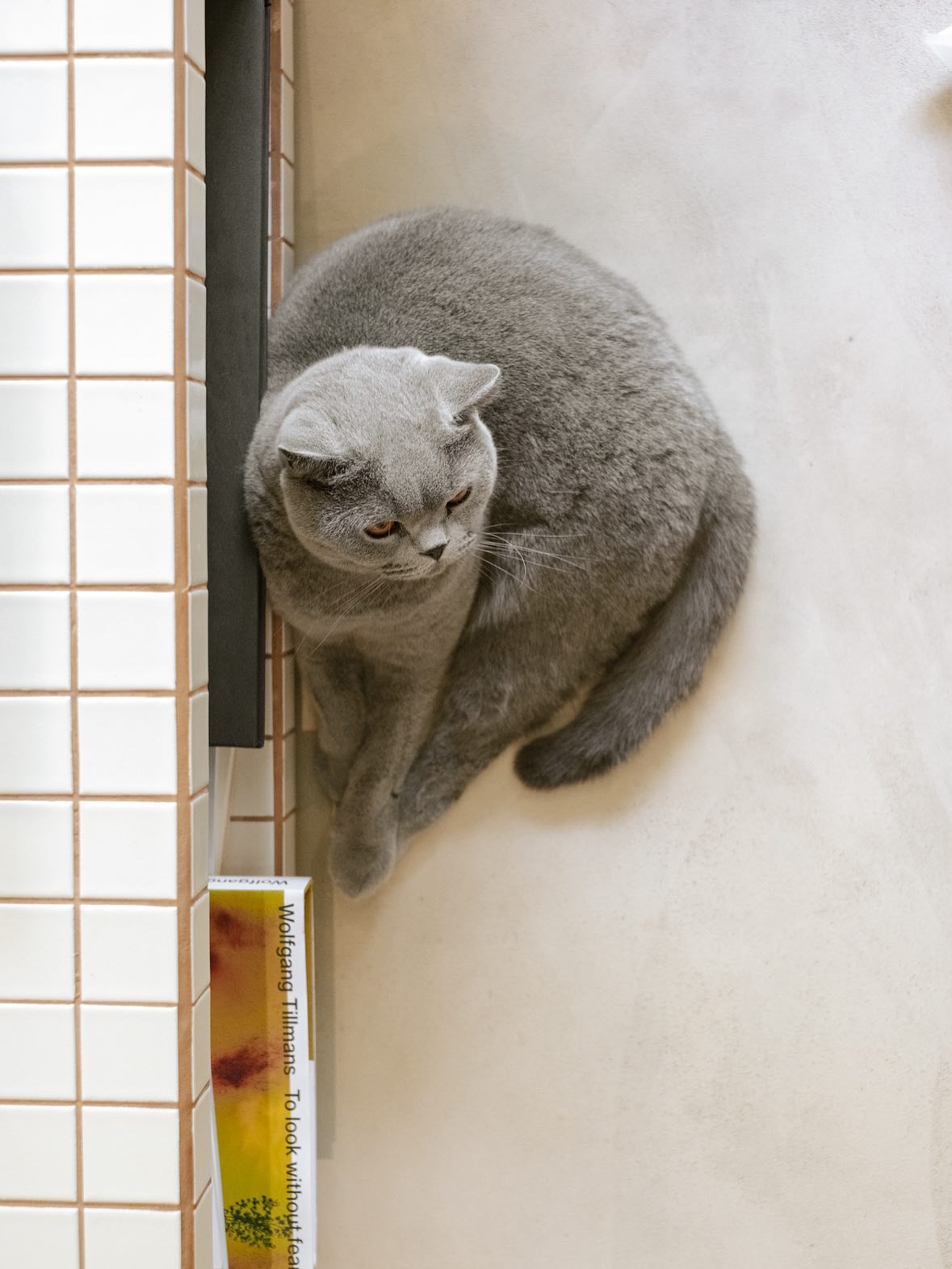 Façonnée à la main dans notre atelier parisien, la table basse Tokyo s’inspire de l’équilibre japonais entre ordre et sérénité, et célèbre l’art du carreau de céramique sous une forme architecturale et apaisante.
Son intérieur entièrement carrelé forme une niche graphique où l’on glisse livres, magazines ou objets du quotidien; parfois même un petit refuge secret pour un compagnon à quatre pattes 🐾
Tokyo évoque la douceur d’un intérieur pensé comme un havre silencieux, où chaque détail devient une respiration.
Un projet sur mesure réalisé avec @julia_atelierjoi
📸 Crédit photo @romain.parisien
—
Handcrafted in our Paris workshop, the Tokyo coffee table draws inspiration from Japanese balance and serenity, celebrating the art of ceramic tiles through an architectural and soothing form.
Its fully tiled interior creates a graphic niche for books, magazines, or everyday treasures; even a small secret cocoon for a furry friend 🐾
Tokyo embodies the calm elegance of a home designed as a quiet sanctuary, where every detail becomes a gentle breath.
A bespoke project created with @julia_atelierjoi
📸 Photo credit @romain.parisien
#StudioGaïa #TokyoCoffeeTable #DesignStudio #InteriorDesign #CeramicDesign #HandcraftedDesign #ArchitecturalFurniture #CollectibleDesign #CatLovers #CatAesthetic #CatAndDesign #calmspaces