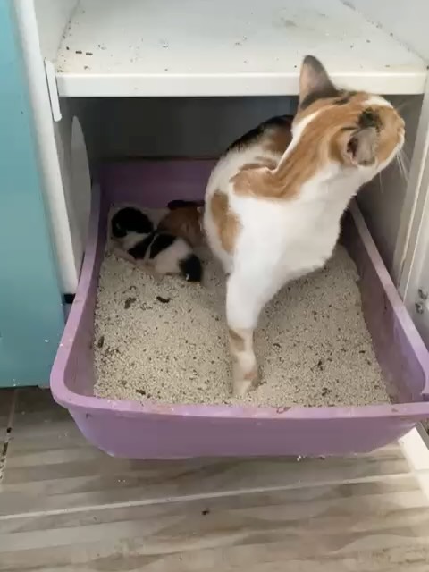 SHE MATTERED 🕊️ 🌈
This beautiful tripod mum came to us from a shelter back in August. She had recently given birth to kittens and had already lost one of her legs. We took her and her babies out of that shelter so she could finally know safety, warmth, and care.
She was recovering well with our volunteer, had her initial checks and vaccinations, and we truly thought she was on her way to a better life. But a couple of weeks ago, she stopped eating and didn’t respond to treatment. Despite all efforts, she passed away at the vets. 💔
We didn’t even have time to share her story or give her a name before she was gone — but we didn’t want her to be forgotten. Her life mattered. And her kittens, are still with us, are a part of her story that will continue 🧡
R.I.P sweet girl. You were loved, even if only for a short while.
.
.
.
.
#catrescue #tripodcat #helptheanimals #animalrescue #helpstreetcatsdogs #rescuecatlove #adoptdontshop #catsofinstagram #specialneedscat #catlovers #streetcatrescue #catsofturkey #rememberingher #shewasloved #supportrescuework #rescuedismyfavoritebreed