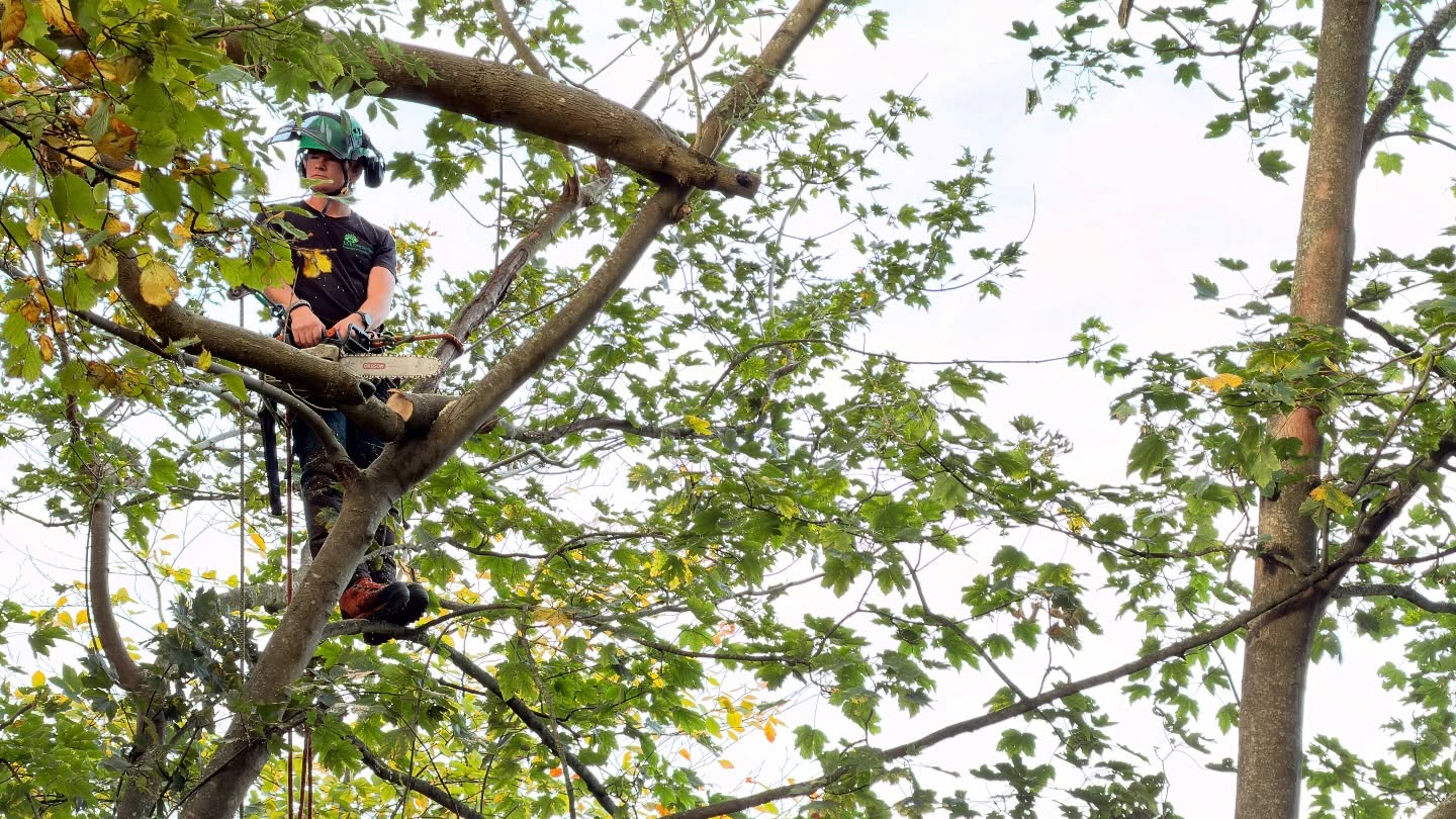 🌳 Final Day on Site! 🌲
Yesterday marked the final day of work at this beautiful woodland property. We carried out a full tidy-up, removing several dangerous dead limbs and addressing potential hazards to ensure the area is both safe and healthy for years to come.
Also, big thanks to @j.btreeservices for the climb! 💪👏
#TreeCare #WoodlandManagement #TreeSurgery #Arborist #Arboriculture #TreeWork #ClimbingArborist #TreeSafety #TreeMaintenance #ForestryWork #DeadwoodRemoval #TreePruning #NatureCare #OutdoorWork #ProfessionalArborist #TreeTeam #SafeTrees #TreeHealth #WoodlandCare #EcoWork