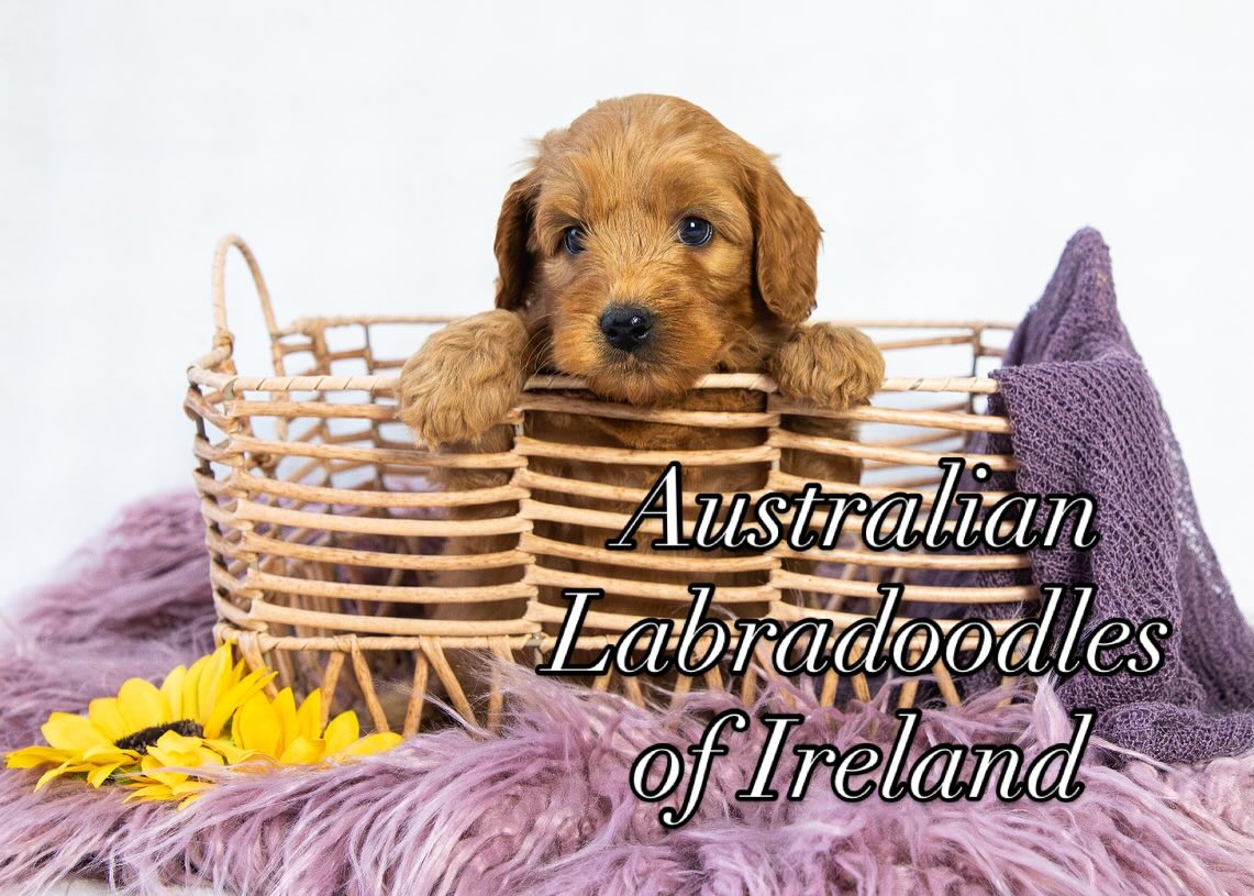 6 weeks and beyond adorable. 🥰
.
.
.
#australianlabradoodle #australianlabradoodlesofireland #doodlenation #labradoodlenation #labradoodlelovers #dogsofworld #dogmodeling #labradoodlesofinstagram #doodlesoftheworld #dogsofinstagram #doodlemodels #doodlemom #ilovelabradoodles #dogsofinstagram #dailydogfeatures #alischoicepetfood #dogsareforlife #dogsofinsta #dogoftheday #dublindogs #wala #walalabradoodles #teamwala
