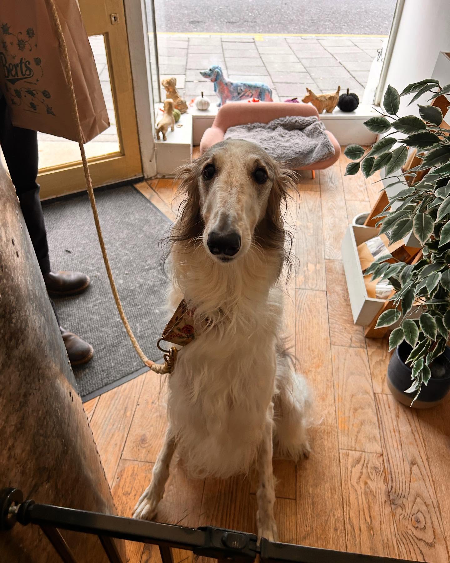 We had a beautiful Borzoi pop in with her dad to buy some of our treats yesterday! Isn’t she so cute with her long snoot ❤️✨
.
.
#borzoi #dogtreats #doggroomers #brightonpets #brightonpetshop #brightondogs #brightondogsofinstagram #borzoisofinstagram