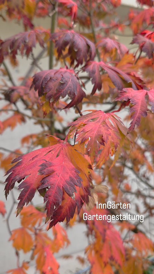 Wenn der japanische Ahorn Feuer fängt...
InnGärten – Gärten mit Charakter.
📍 Tirol | 📲 Folge uns für mehr Gartenmomente
www.inngaerten.at
#inngaerten #galabau #gartenbau #gartendesign #gartenideen #gartenpflege #bepflanzung #pflegeleichtergarten #naturgarten #Staudenbeet #gartengestaltung
#Herbstgarten #JapanischerAhorn #laubverfärbung #TirolerGärten #NaturimHerbst #Gartenliebe #Ahornlaub #Herbstzauber
