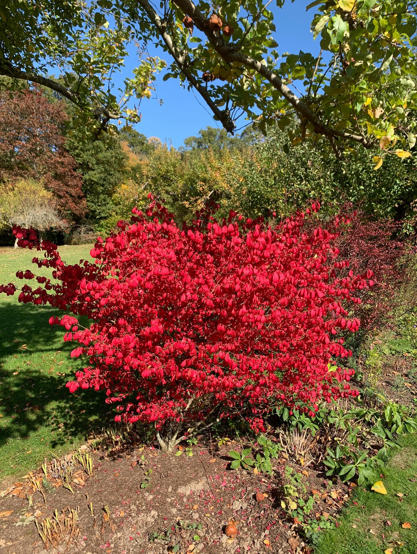 How’s that for autumn colour?
#highamwoodgardens #gardenertonbridge #gardeningtonbridge #gardenersofinstagram #gardening #gardensofinstagram #englishgardens #garden #gardenideas #gardeninspiration #autumn #fall #autumncolour #autumnleaves #euonymusalatus