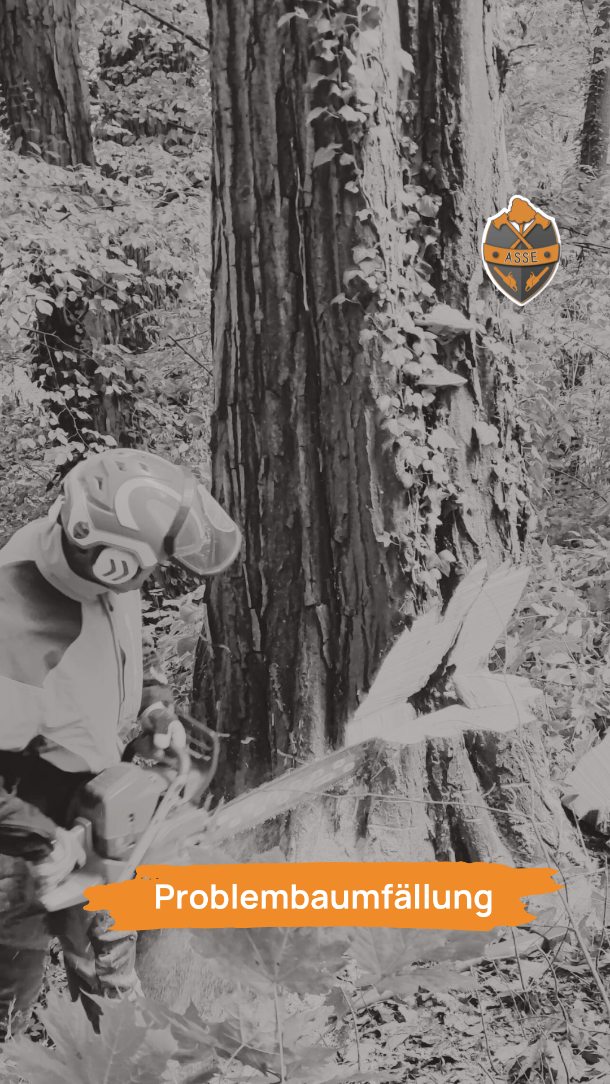 Ein abgestorbener Baum ist häufig für Überraschungen gut.
Dieses Exemplar war innen bereits hohl und stand noch im sehr steilen Gelände.
Dank passender Technik und fachlicher Expertise ist der Baum wie gewünscht gefallen.
Auch das Fräsen des Baumstumpfes war durch die Seilwindenunterstützung am Steilhang möglich.
Habt ihr auch einen Problembaum?
Dann meldet euch für einen Termin.👇
📧kontakt@baumdienst-asse.de
#baumfällung #seilwinde #forstmaschinen #husqvarna #stihl
