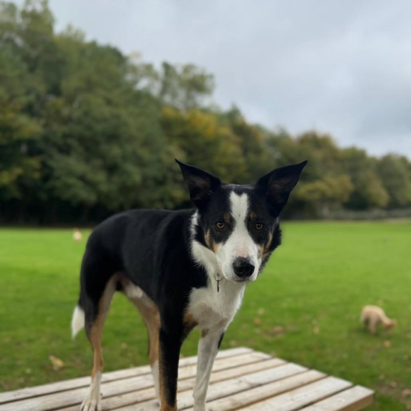 Field Trip Friday 🐕🌳❤