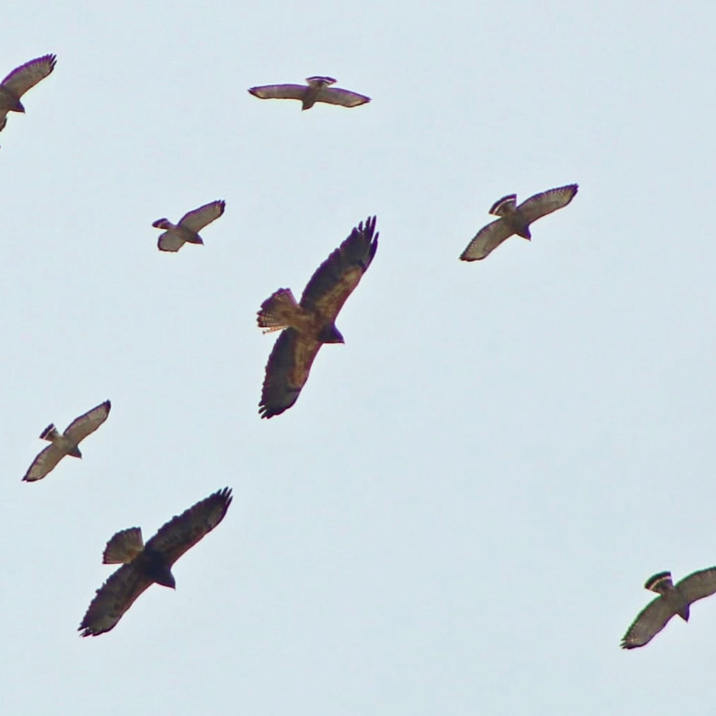 Each year, between 4 and 6 million raptors undertake one of the most remarkable migrations on Earth. Known as the “River of Raptors,” this area of the Gulf of Mexico forms a natural bottleneck that channels the migration between the coastline and the foothills of the Sierra Madre, creating a breathtaking wildlife spectacle and vital ecological phenomenon: raptors follow thermals and ridgelines, conserving energy while connecting ecosystems across continents.
Thanks to the long-term monitoring by @pronatura_veracruz , this migration is one of the best-documented in the world, with over 25 species recorded each season. Daily counts and outreach programs help track population health, climate impacts, and habitat vulnerability, inspiring conservation across the Americas.
On this World Migratory Bird Day, we celebrate these extraordinary travelers and our shared responsibility to protect this critical ecological process.
——
Cada año, entre 4 y 6 millones de rapaces atraviesan Veracruz en una de las migraciones más impresionantes del planeta, conocida como el “Río de Rapaces”. Esta región del Golfo de México forma un cuello de botella natural entre la costa y las estribaciones de la Sierra Madre, canalizando el paso de las aves. Además de ser un espectáculo, esta migración es un fenómeno ecológico vital: las rapaces siguen corrientes térmicas para conservar energía mientras cruzan continentes, conectando ecosistemas.
Gracias al monitoreo de largo plazo de @pronatura_veracruz, esta migración es de las mejor documentadas del mundo, con más de 25 especies registradas cada temporada. Sus conteos y programas de divulgación nos ayudan a entender la salud poblacional, los impactos del clima y la vulnerabilidad de los hábitats, e inspiran la conservación en toda América.
En este Día Mundial de las Aves Migratorias, celebramos a estos extraordinarios viajeros y la responsabilidad compartida de proteger este proceso ecológico.
#WorldMigratoryBirdDay #RiverOfRaptors #Veracruz #PronaturaVeracruz #BirdMigration #RaptorMigration #BirdConservation #Ornithology #BirdWatching #birdwatchingmexico #birdwatchingtours