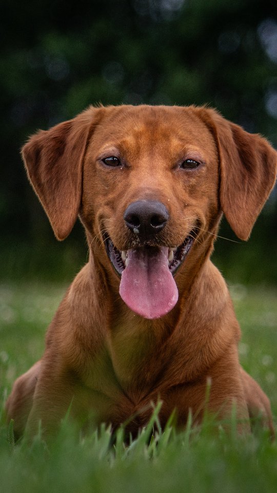 Pumbaa🔥
How do I look with a Lab? Does it suit me? 😜😍
#lycktmanspumbaa #dogdancing #labradorretriever #freestyledog #heelworktomusic