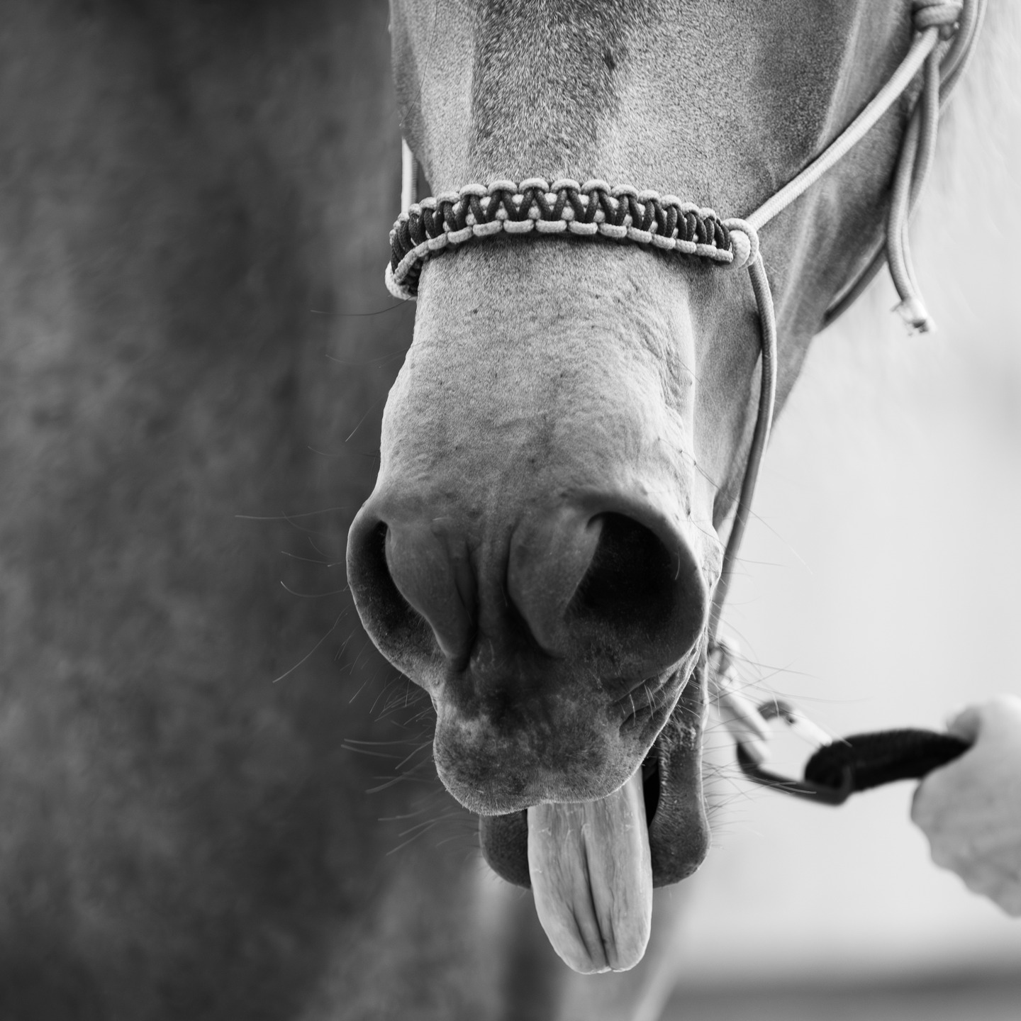 Parce qu’il n’y a pas que les poses parfaites qui méritent leur moment de gloire !
Ici, monsieur a décidé que tirer la langue, c’était son concept artistique du jour.
On appelle ça… l’expression naturelle du cheval moderne. 😎
#photographeequestre #chevalstar #instacheval #equinephotography #chevalhumour
