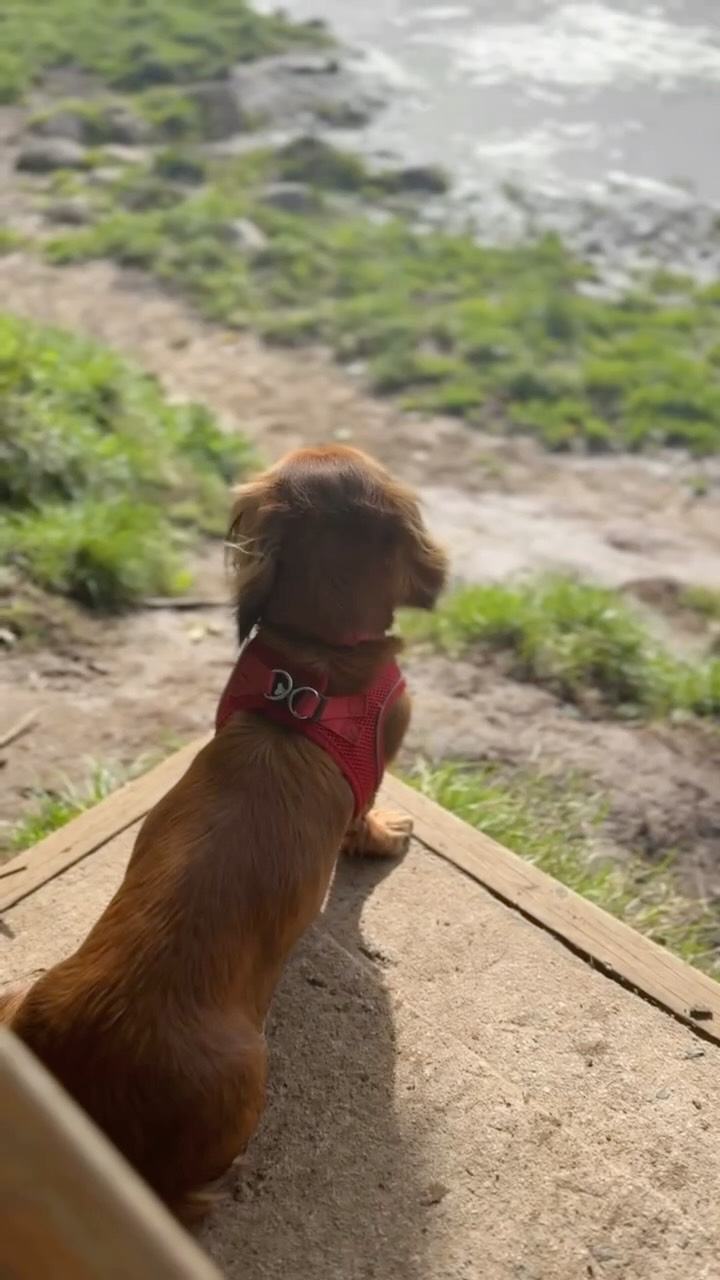 Sometimes it’s just nice to sit and watch the world go by …
#lovenorthumberland #riverwatching #daschundlife #explorenorthumberland #watchtheworldgoby #autumnmood