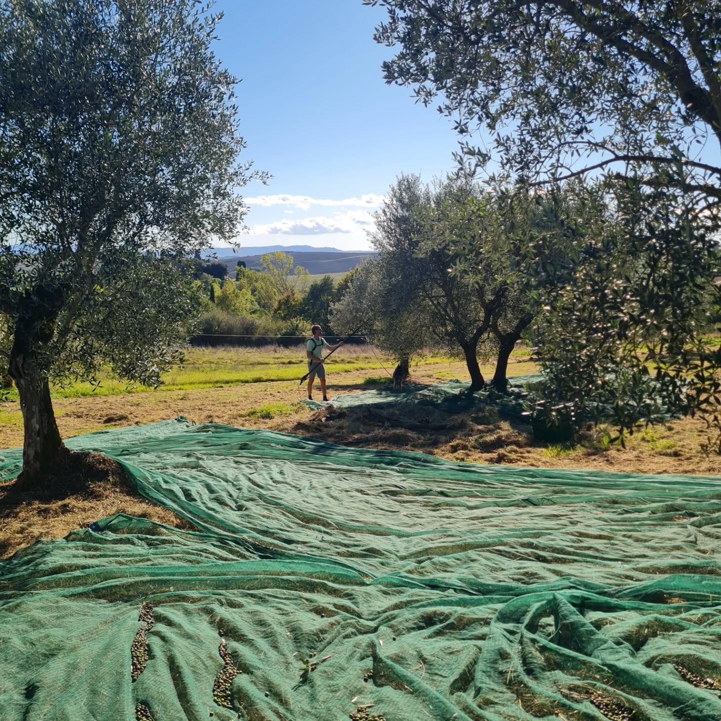 We have started to harvest the olives, about 2 weeks earlier than usual. The trees are full. What a blessing! And a great family time😀.
#oliveharvest #olivepicking #oliveoil #tuscany #tuscanylovers