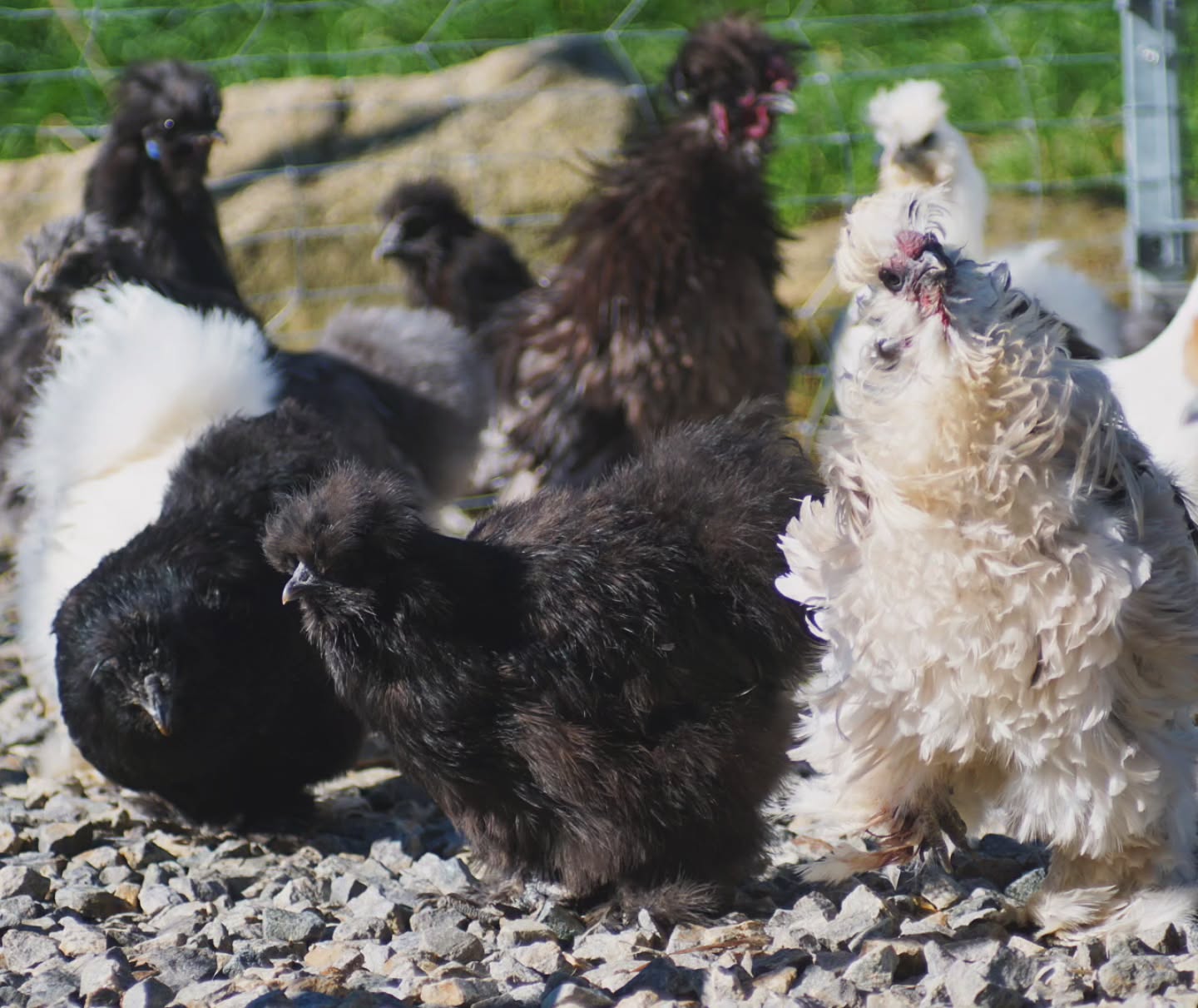 Flausch auf zwei Beinen! 🐣
Unsere gelockten Seidenhühner sind kleine Kuschelwunder mit Charakter, charmant, freundlich und einfach zum Verlieben.
Wer braucht schon Kuscheltiere, wenn man so süße Flauschis im Garten hat? ✨
_________________________________
𝗩𝗲𝗿𝗳ü𝗴𝗯𝗮𝗿: Bruteier 🐣, Küken 🐥
𝗙𝗮𝗿𝗯𝘀𝗰𝗵𝗹ä𝗴𝗲: verschiedenste Farben
𝗵𝘁𝘁𝗽𝘀://𝘄𝘄𝘄.𝗯𝗿𝗼𝗵𝗼𝗹𝗺𝗲𝗿-𝘇𝘂𝗰𝗵𝘁.𝗰𝗼𝗺/frizzle
Instagram & TikTok @huehnerwelt_rauch
Facebook @rauchs_huehnerwelt
_________________________________
Liebe Grüße und alles Gute
Euer Gabriel von Rauchs Hühnerwelt
#seidenhuhn #seidenhühner #silkiechicken #silkiechickens #seidenhuhnküken #happyküken #ostern #happyhühnergarten #locken #rooster #silkiefrizzle #lockenkopf #frizzle #hühnerwelt #hühnerei #frizzlechickens #küken #frizzlechicken #nature #zahmehühner #farming #chickenfarming #lavenderaraucana #natürlicheeierfarben #frizzlerooster #hühnerzucht #hatchingeggs #gahmong #nichtgefärbt #hühnerweltrauch