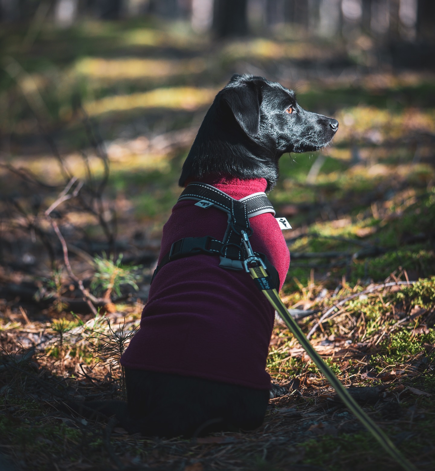 Ein stiller Moment im Wald 🍂✨
Mit Ida unterwegs zwischen Moos, Sonnenstrahlen und Herbstduft, wir waren eigentlich Pilze sammeln, aber dieser magische Morgen war viel mehr als das. 🐾🍁
Solche Augenblicke sind es, die man am liebsten festhalten möchte, pur, echt und voller Ruhe.
📸 Lust auf eigene Herbstmomente im Wald?
Dann schreib mir gern und sichere dir dein Fotoshooting zwischen goldenem Licht und Naturfarben. 🌿
#hundeliebe #herbstzauber #waldliebe #hundefotografie #carloquastfotografie
