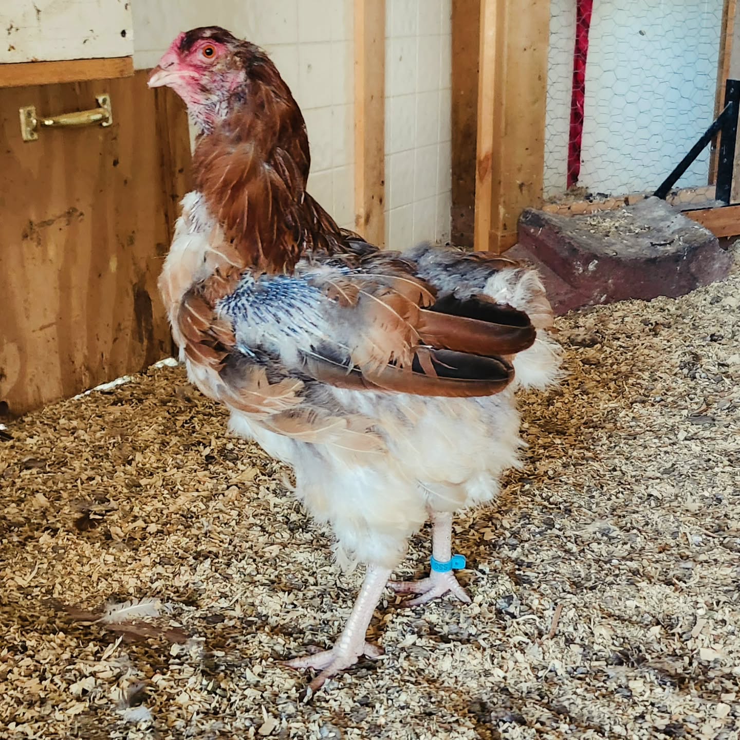 Molting season is officially upon us 😬
This girl alwayssss tries to go broody right before fall, then gives up and has a hard molt 🫠