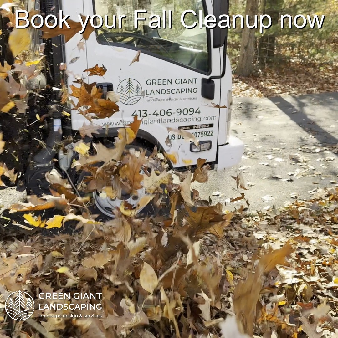 Book your Fall Cleanup now!
Green Giant Landscaping,
Southeastern, MA.
Call now for your free quote!
Landscape architecture
Planting
Land clearing
Tree and shrub care
Seasonal cleanups
Old overgrown shrubs removal
Mulch installation
Garden maintenance
Weed barrier fabric
Bobcat services
Professional Landscape Design.
https://www.greengiantlandscaping.com
Phone:
+1 413-406-9094
#landscaping #landscapedesign #gardening #gardendesign #landscaper #landscapearchitecture #treeandshrubtrimming #mulch #Massachusetts #southshore #newton #boston #hingham #marshfield #scituate #NewtonMA #scituatema #milton #canton #wellesleyma #SpringCleaning #shrubtrimming #shrubcare #plantingdesign #gardentransformation #springcleanup #mulching #cobblestone #cobblestoneedging