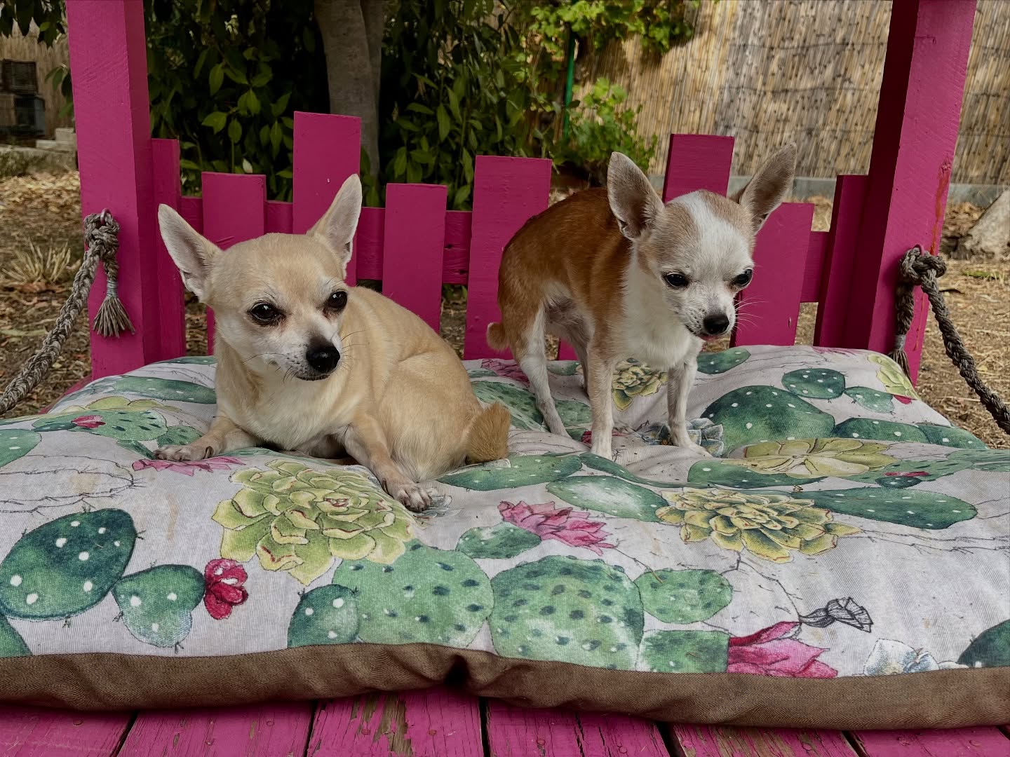 #cuidadoresdeperros #madrid #mascotas #españa #igersmadrid #perros #dogs #dogsofinstagram #perrospequeños #dogslife #dogfriend #fotosdeperros #comoencasa #vacaciones #doglover #pomeranian #chihuahua #caniche #bichón #bichonmaltes #shitzu #shitzulovers #pomerania #pomeraniaespaña #teckel #otoño