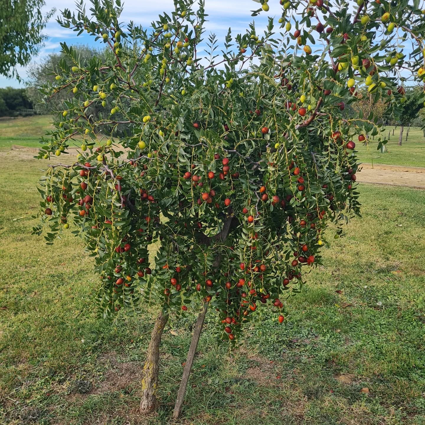 Do you know the jujube, or che tree? In autumn, he bursts with delicious red fruit, very similar to dates.
#inmygarden #jujube #deliciousfruit #redfruits #eatwhatyougrow #eathealthy