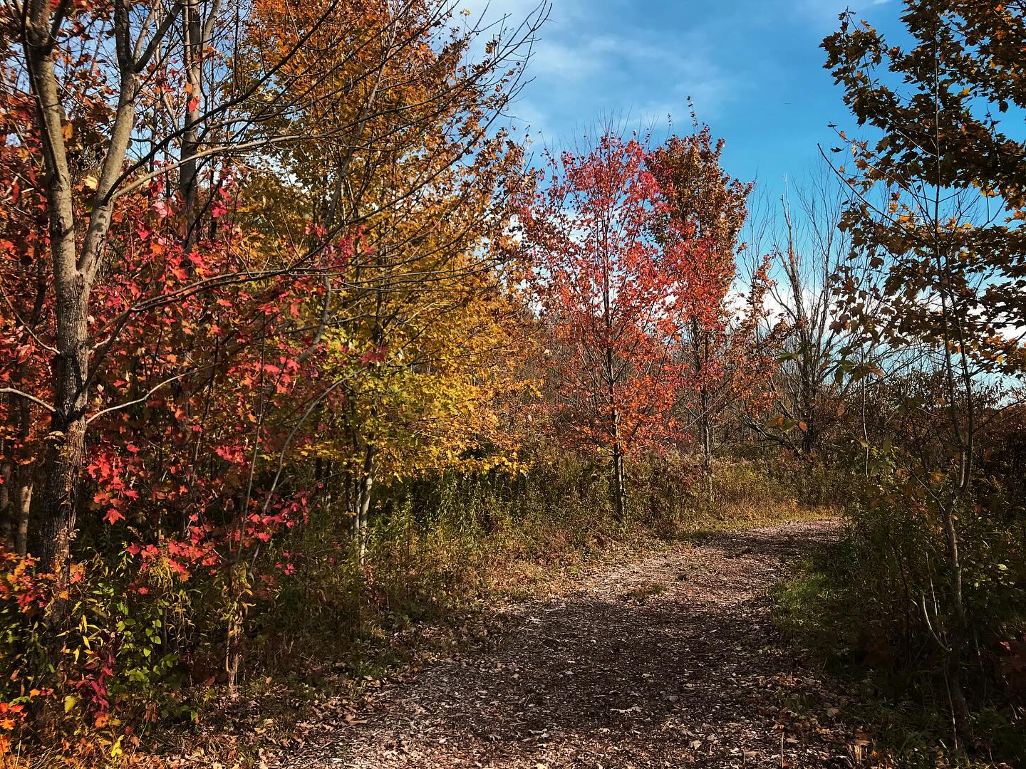 Looking for a great fall hike? 🍁
Visit Hatches Corners Metropark for beautiful views of the changing leaves.
📍5467 Center Rd. (Route 7)
Monroe Township
Hiking, bridle trail, education, birding, picnicking, photography & more.
#visitconneautoh #conneautohio #monroetownship #hatchescorners #ashtabulacountymetroparks #hiking #fall #autumn