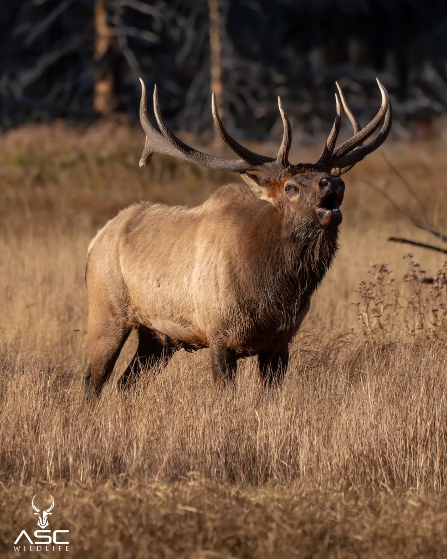 This is the same bull elk from the last photo I posted.. Right before multiple harems and bull elk came into the canyon.. he stood his ground and let out a bugle to warn his Harem and let them know he was willing to fight for them.
Amazing opportunity to witness this power in person.
Photography by @ascwildlife
.
.
.
Elk rut rocky mountain national Park #elkrut #wildlifephotography #naturelovers #coloradowildlife#bullelk