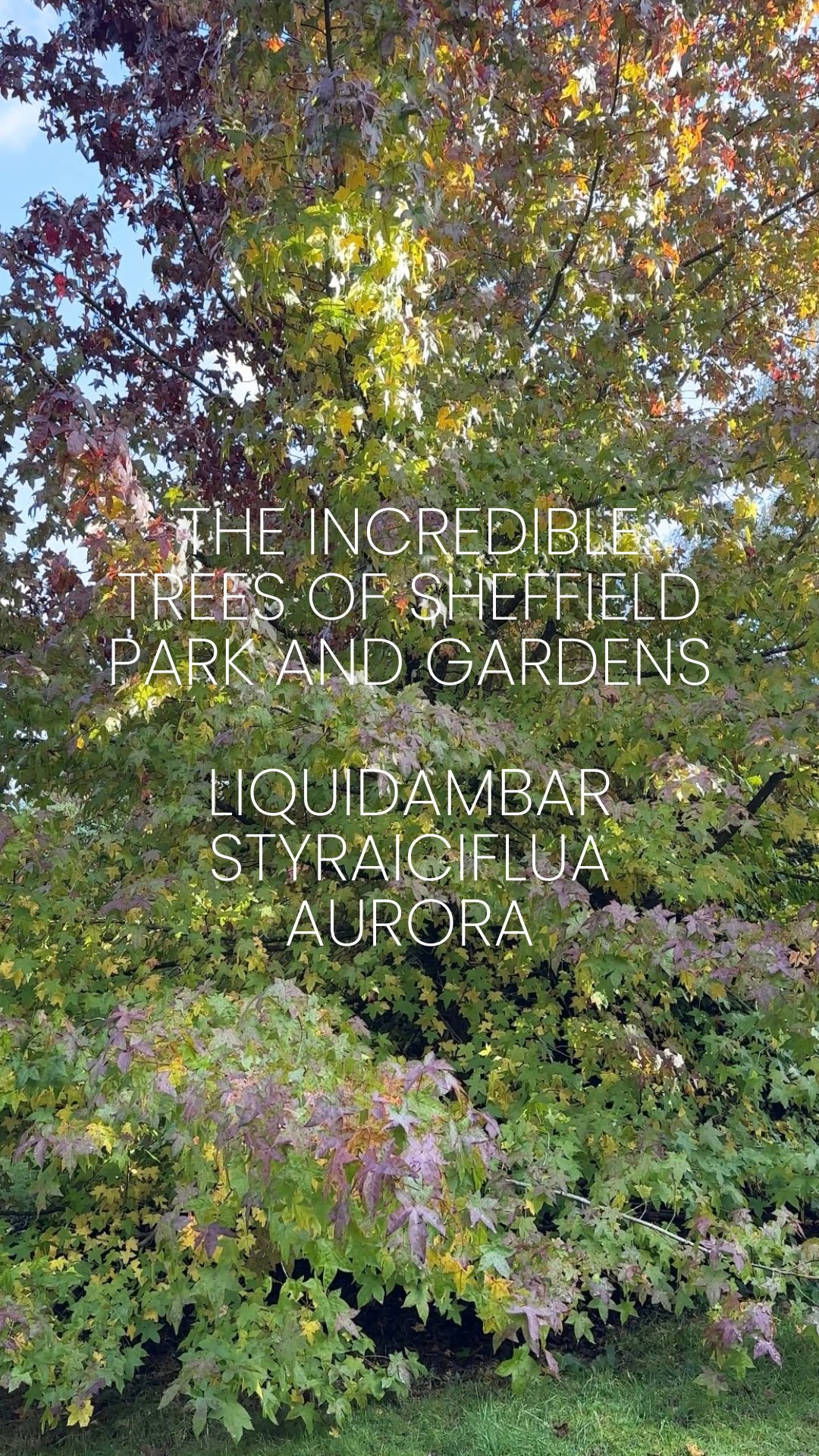 Part 4: Liquidambar styraciflua Aurora AKA the Sweet Gum Tree
A stunning choice for the larger garden that has the most amazing autumn colour🍁
This beautiful, deciduous tree is known for its star-shaped leaves that shift from deep green in summer to vibrant shades of red, orange, and purple in autumn, making it a true showstopper!
Asides from its fiery autumn colours, Liquidambar is incredibly hardy and can grow up to 70 feet, making it a great option for creating structure and height in larger gardens.
Liquidambar thrives in full sun and well-drained soil, and it’s also known to attract wildlife, offering food and shelter to birds.
Steve’s top tip: Liquidambar loves sugar so when you prune it put the cut branches back under the tree so that they can be absorbed by the tree.
Any questions about this beautiful tree? Then pop them in the comments below 👇
Or why not come and check out the autumn colour @sheffield_park_and_garden for yourself, we promise you won’t be disappointed 🍁🍁🍁
⸻
ABOUT: Joe Perkins Design is a multi-award-winning landscape design consultancy, creating innovative outdoor spaces that celebrate the environment, wildlife, and biodiversity. Working across the UK and internationally, we partner with clients who share our passion for sustainable and visionary design. Discover more about our work at: www.joeperkinsdesign.com