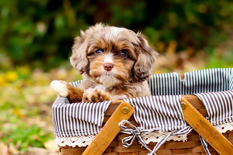Toffee gets cuter and cuter every day! ๐
F1 Chocolate Merle Cavapoo male from Truffles and Ziggy!