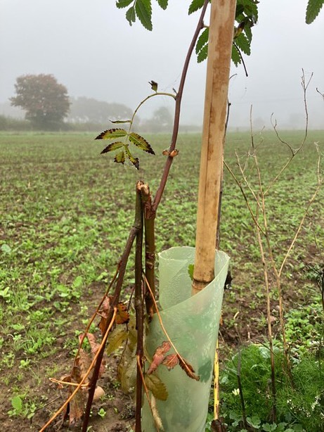 We absolutely love the hares we have here but rather they didn’t reach up to chew off young trees, particularly rowan and crab apple! Extension guards going on which is disappointing but they’re temporary and will be reused on future plantings