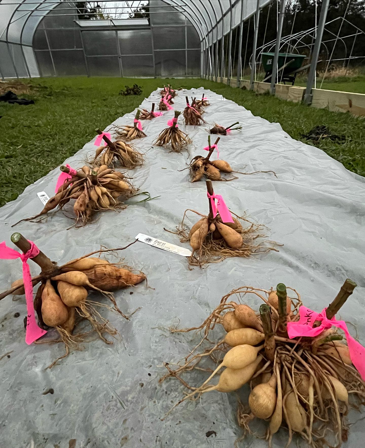 We started digging up our dahlias today — just a handful, as you can see, all washed off and laid out to dry before storing. Tomorrow, we’re doing a sprint to see how many of our 700 plants we can take care of in a single day.
We had planned on holding off selling tubers this year, but so many people have asked if we plan to sell them that we’re contemplating having a sale — is this something that would interest you? We have SO many amazing varieties.
#dahliaseason
#dahliatubers
#dahliasofinstagram
#flowerfarminglife
#flowerfarm
#flowerfarming
#upstatefarm