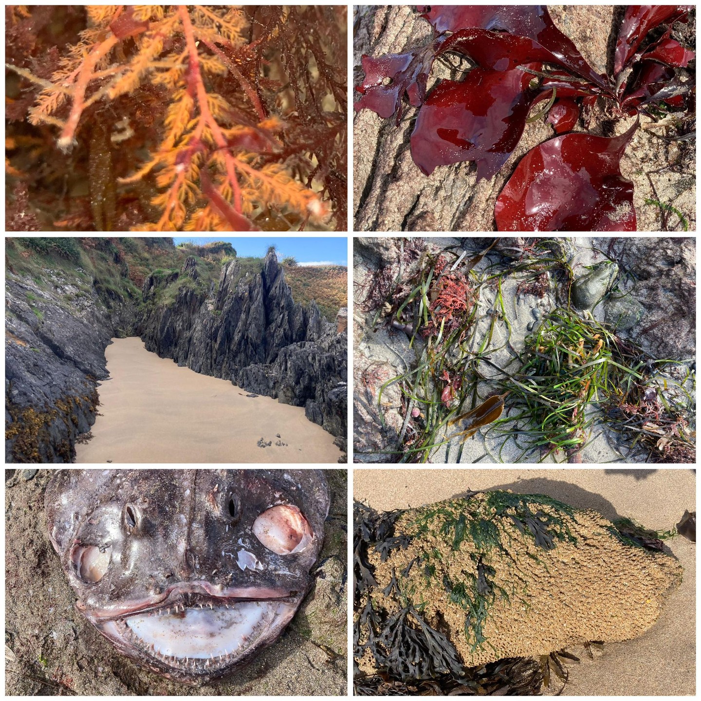 From the Copper Coast to the Connemara Coast, and all the shores inbetween & beyond! Our Coastwatch regional coordinators are on the ground discovering an amazing array of marine species!
1. Mick Berry at Baginbun Beach, Wexford
2. Nika Scheepers in Ballinskelligs, Kerry with @fairseasireland
3. Karin Dubsky in North Wexford
4. Brian Jacob at Annestown Beach, Waterford
5. Marie Louise at the Connemara Coast
Less than 2 weeks of the survey season left, and so much coast is still left unexplored! Book your survey unit today and get out this weekend to see the amazing biodiversity of the Irish coasts!
Book here: https://www.coastwatch.org/all-ireland-survey-autumn-2025