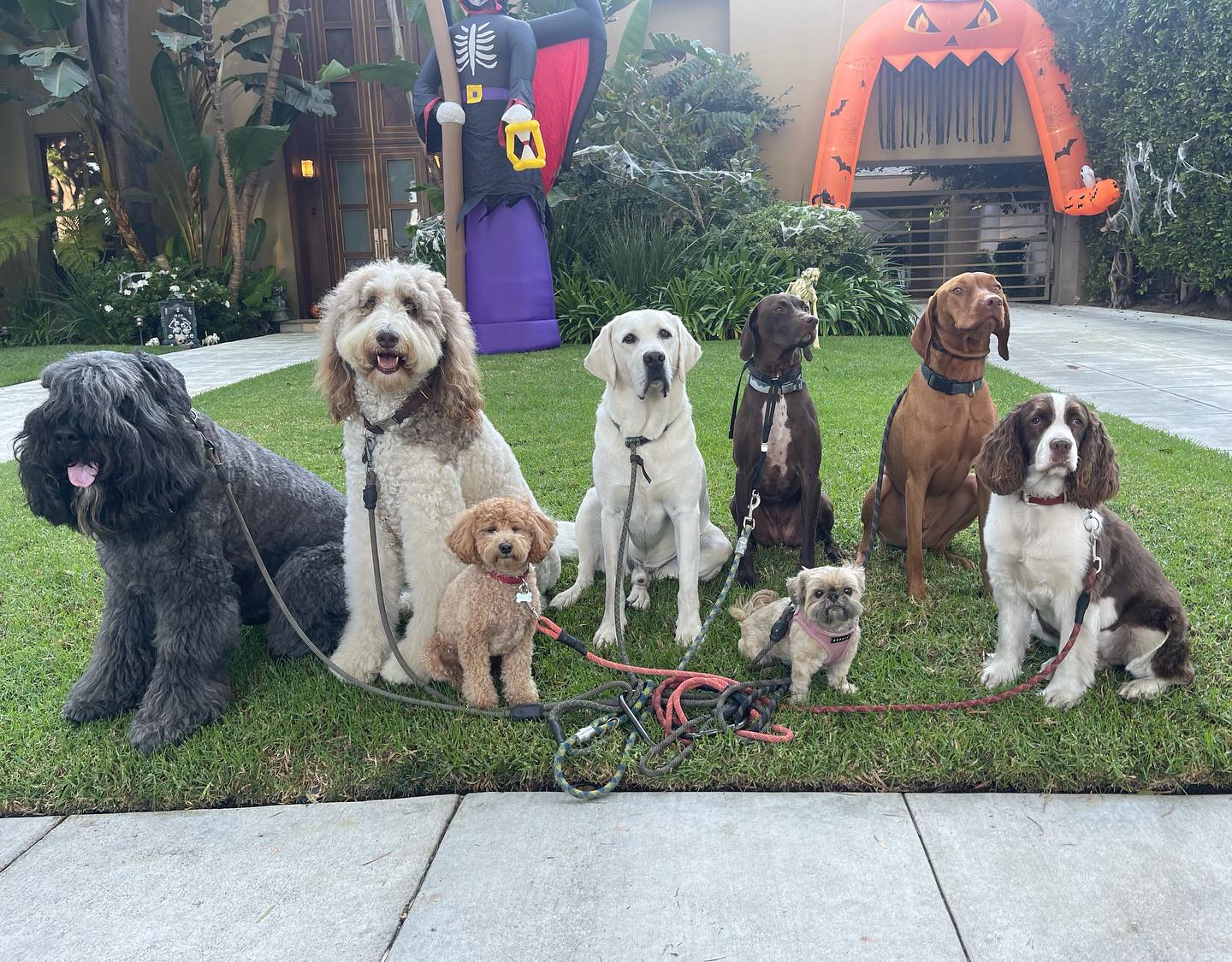 .
.
.
.
.
#dogwalkersofinstagram #doglover #dogwalkerslife #dogwalking #hikingla #packwalks #dogwalker #hiking #dogsofinstagram #lahiking #dogs #dogwalkerlife #dogwalkers #packwalk #dog