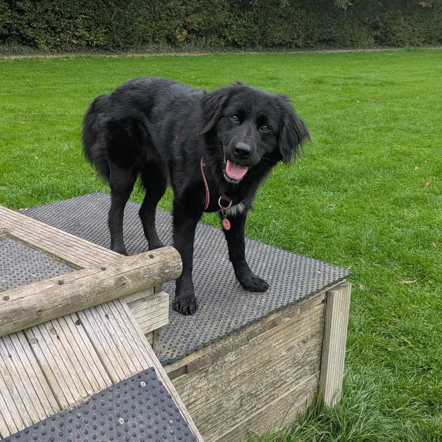 Plot twist!
She's come back into season... Just before her spaying and only 4 1/2 months after her 2nd one finished.
We put off her spaying due to her behaviour regression, and just as we sorted that out and got her booked in with @harbourvets Esme threw us a curve ball.
So far she's been calm with it, and still eating, but we're only a couple of days in, the bleeding part is the easiest... Wish us luck!