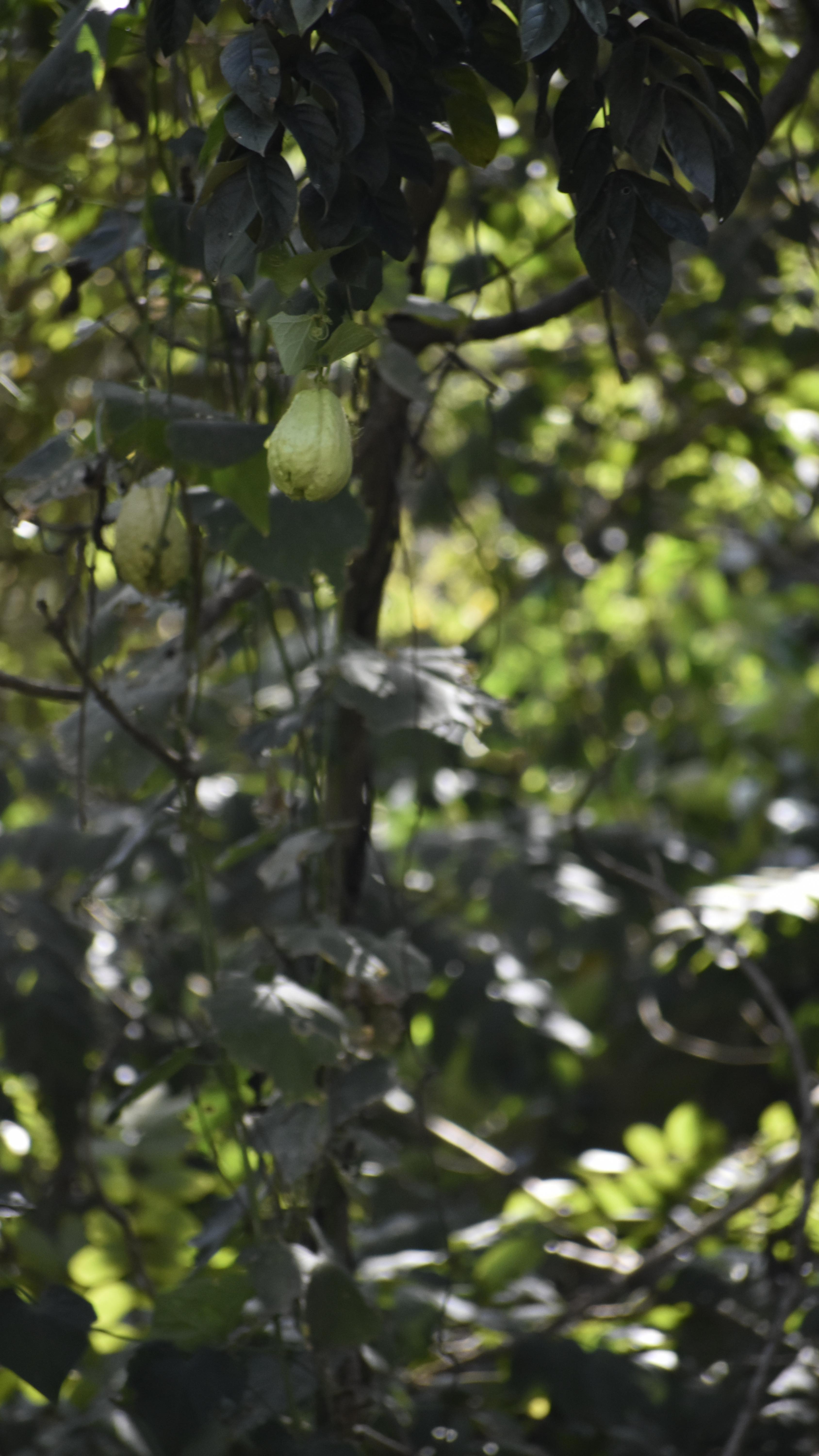 Green gifts all around us! From our patio we get front row seats to nature’s show. A wild chayote vine (kadhu, chow chow, iskus) has woven itself over 25 ft high around an old tree in front of our neighbour’s patio, its fruits dangling like little green lanterns overhead.
And beside us, an amazing pawpaw towers nearly 20 ft tall with fruit so close we can reach out and pluck it at arm’s length 🍈 🌾💦
Chayote’s story is just as magical as its presence, once cherished by the Aztecs and Mayans in Central America, it journeyed across oceans to become a staple in Indian kitchens, loved in curries, dals, and even juiced 🙌 Rich in fiber, vitamin C, and antioxidants, it’s food, medicine, and beauty all in one.
Together, the vine and the pawpaw are living examples of permaculture at play, abundance, shade, nourishment, and wonder, all intertwined in the landscape 🌳🏡