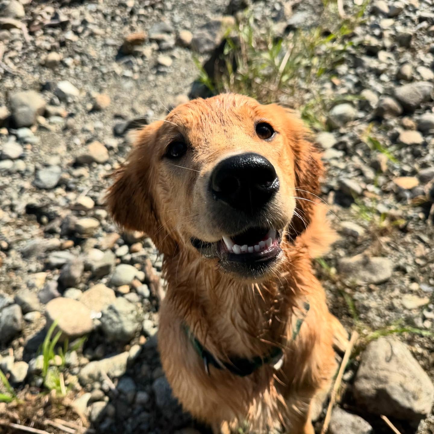 And just like that our Golden Retrievers doubled in one day! Welcome Leo and Daisy who have been waiting so patiently to turn 6 months old so they could join their Brothers on adventures!
#dogs #puppies #goldenretriever #golden #newdog #dogwalk #adventuretime #joinus #dogsofinstagram #beachlife #gooddogs